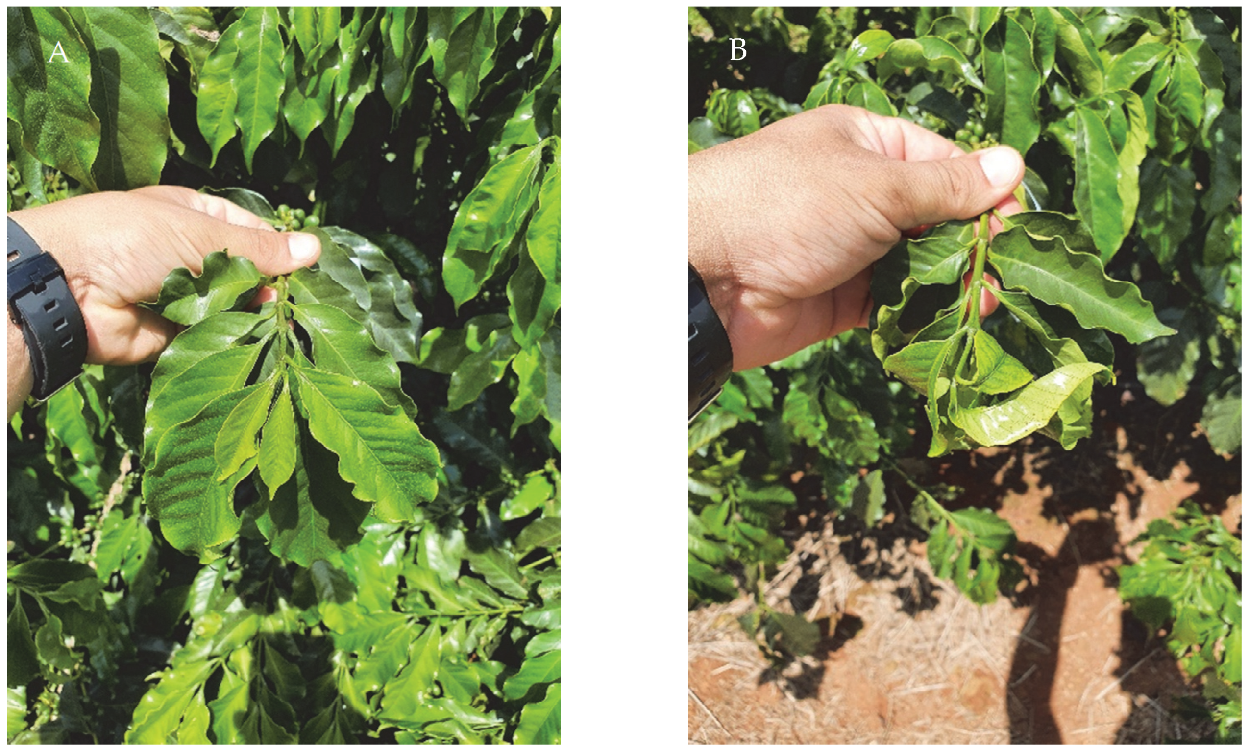 Plants 12 03525 g001a