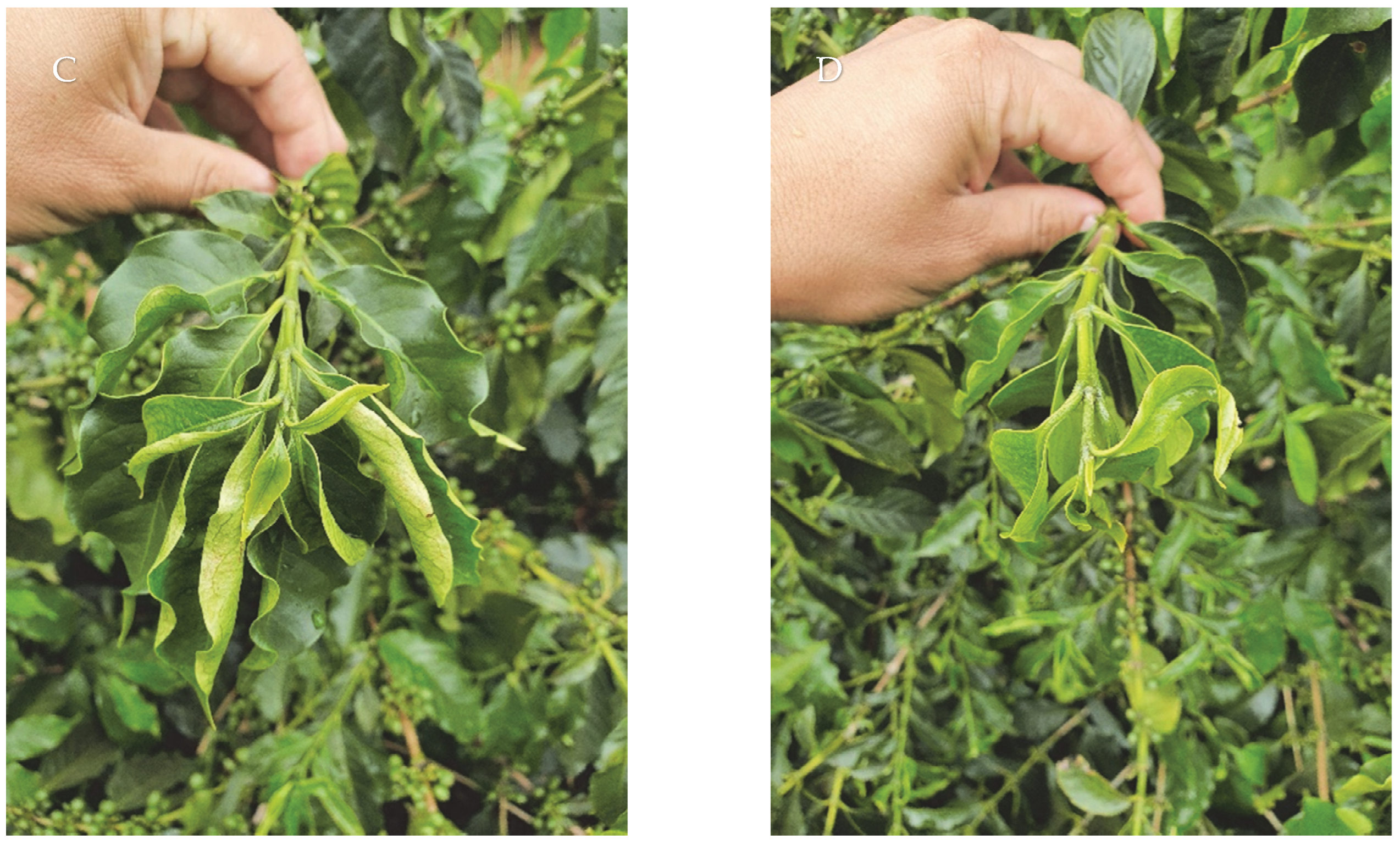 Plants 12 03525 g001b