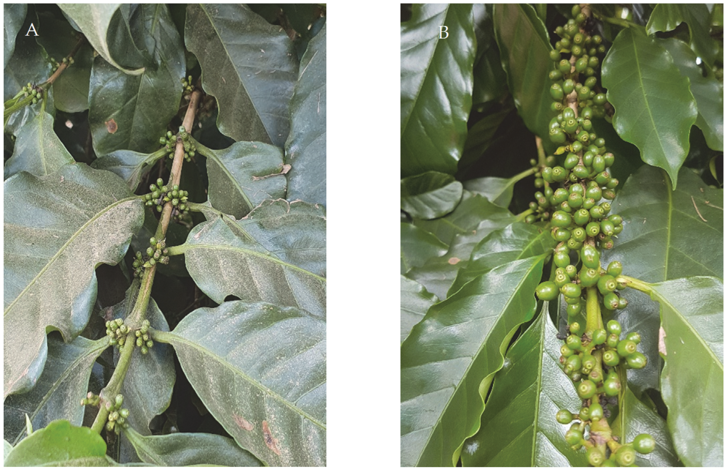 Plants 12 03525 g008