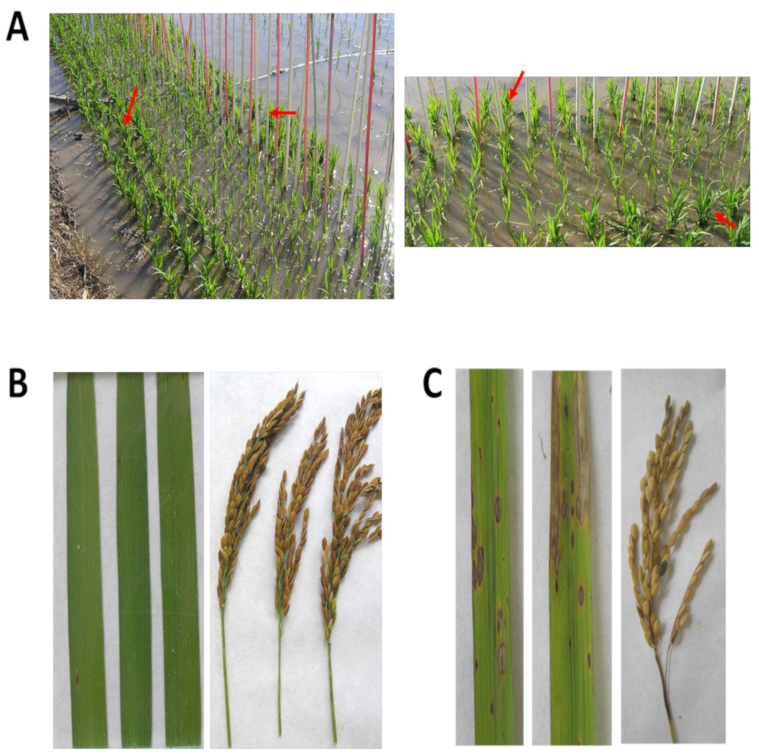 Plants 12 03536 g002