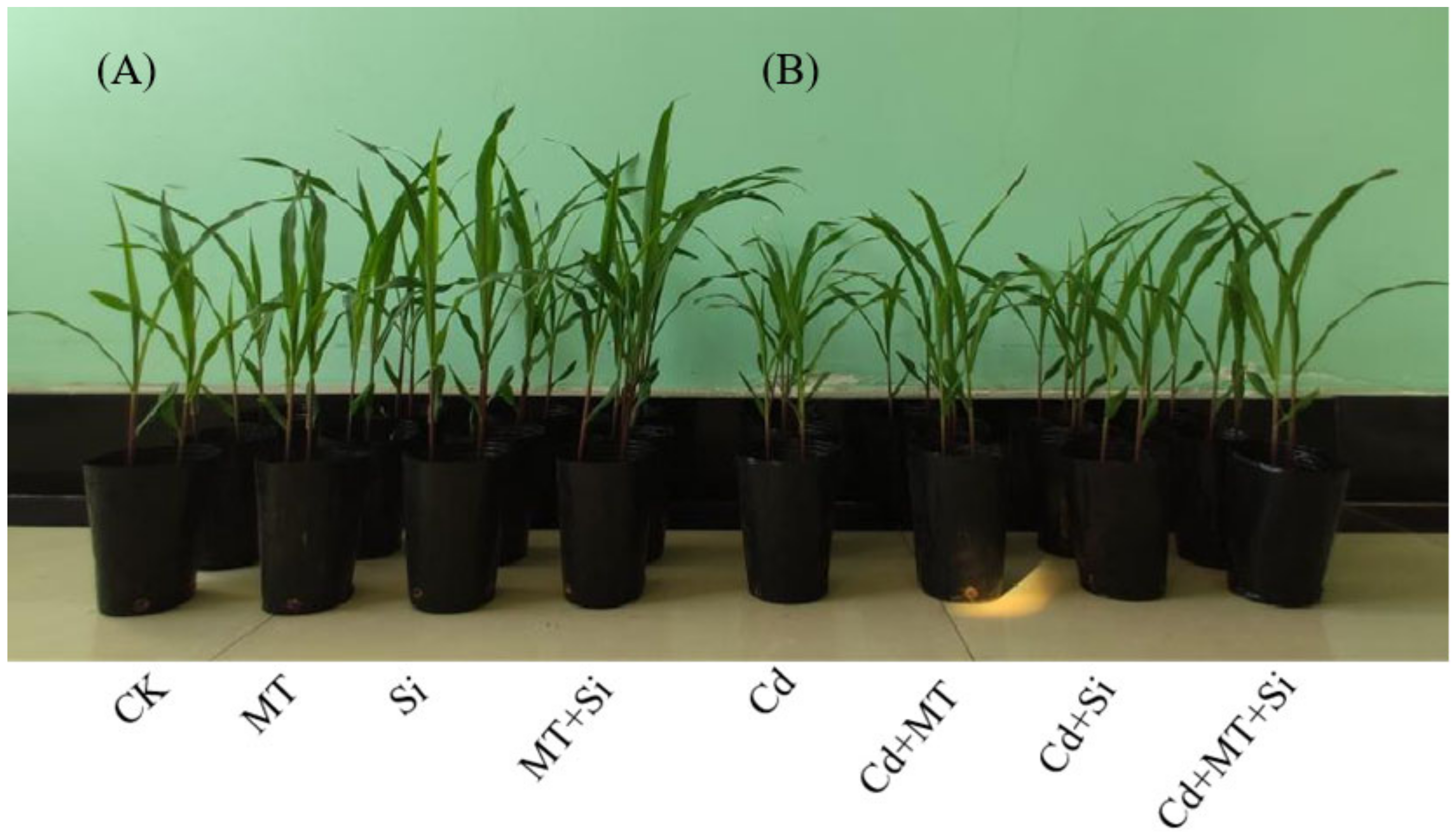 Plants 12 03537 g001