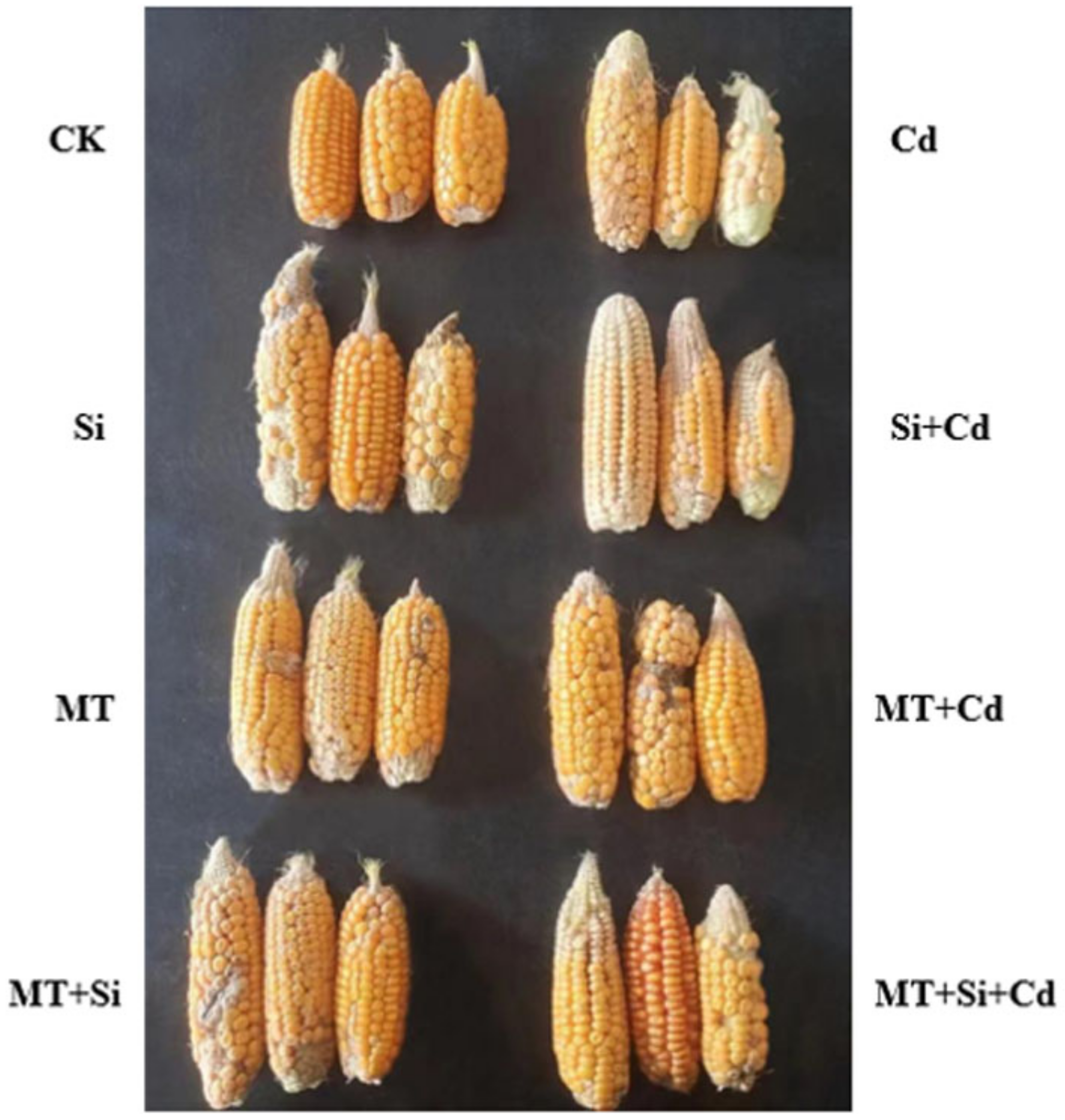 Plants 12 03537 g007