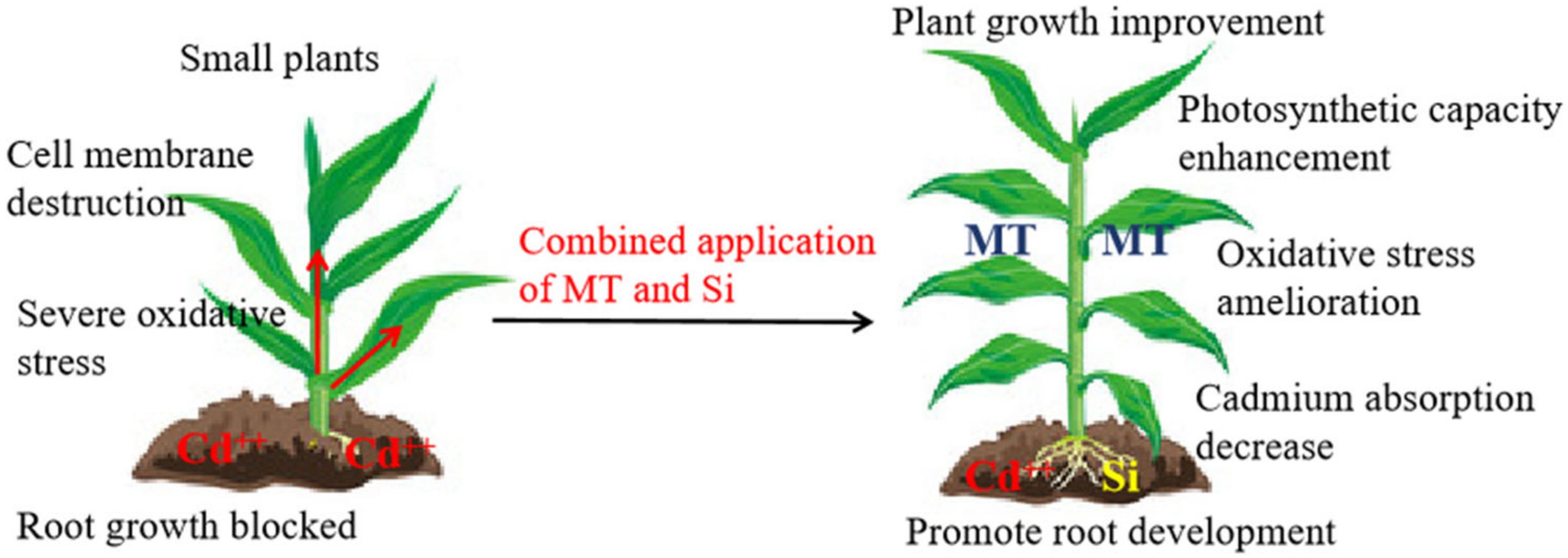 Plants 12 03537 g010