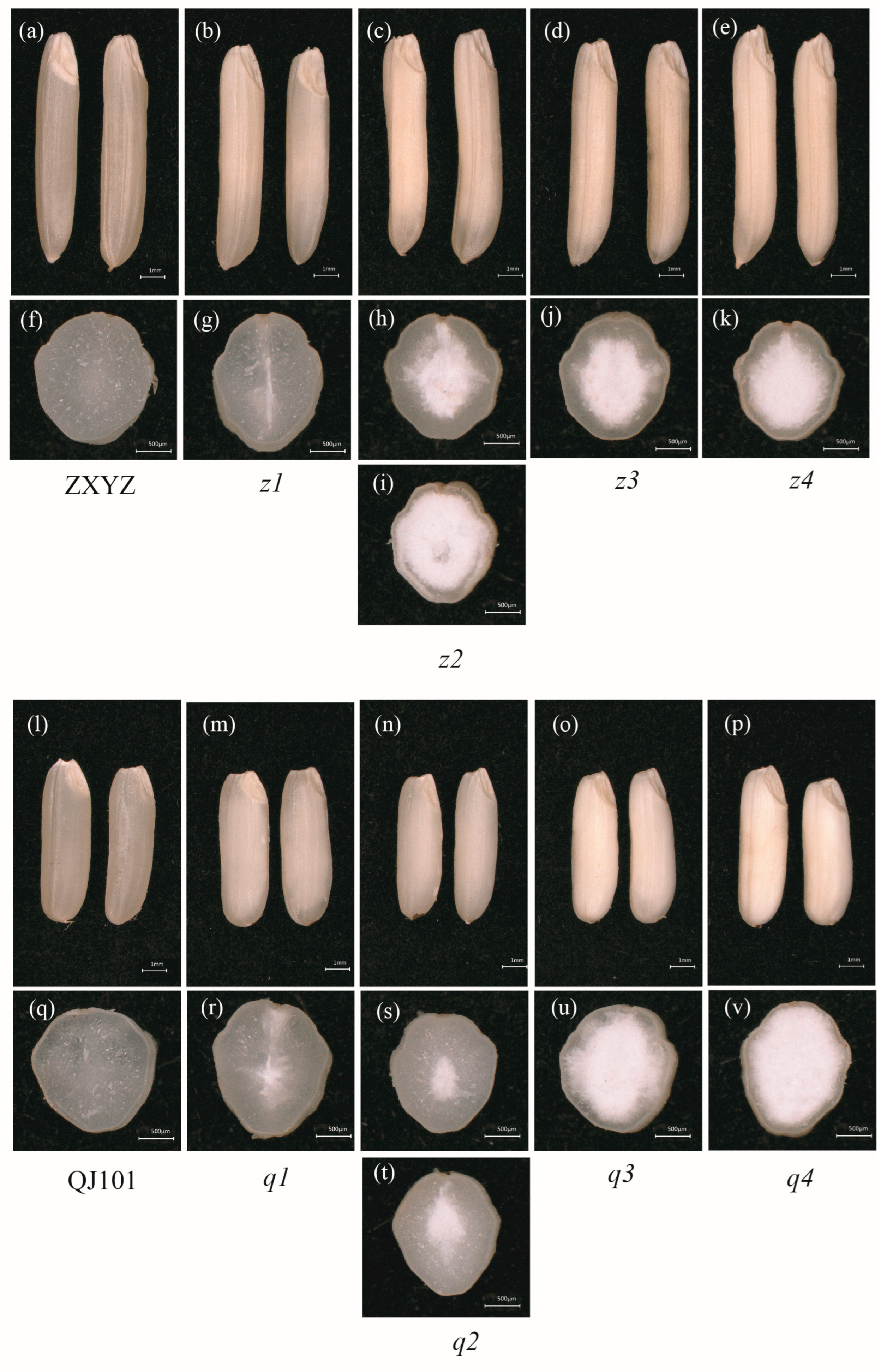 Plants 12 03541 g001