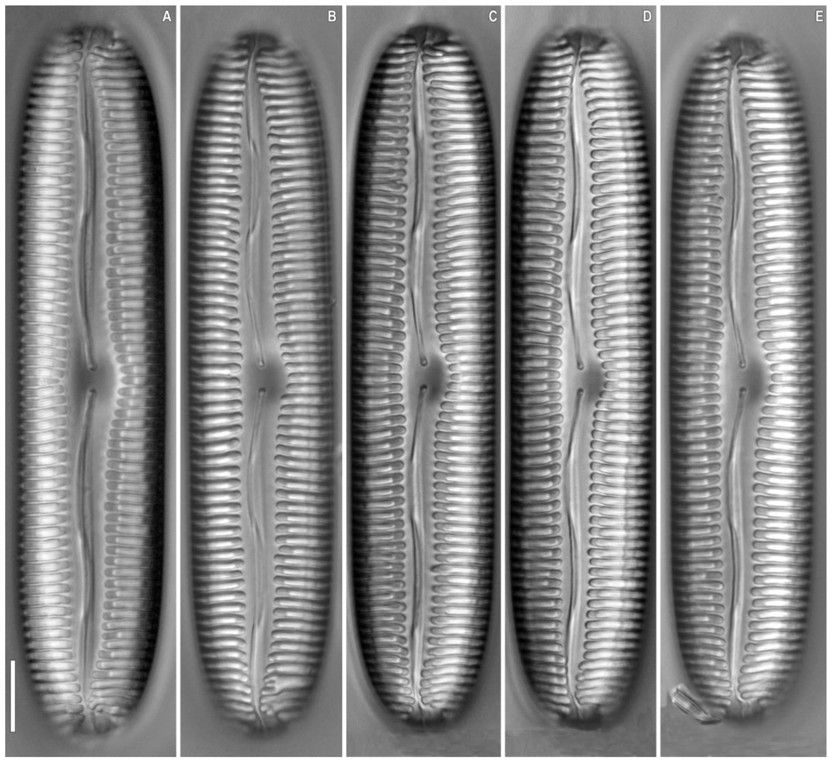 Plants 12 03552 g001 Plants 12 03552 g001