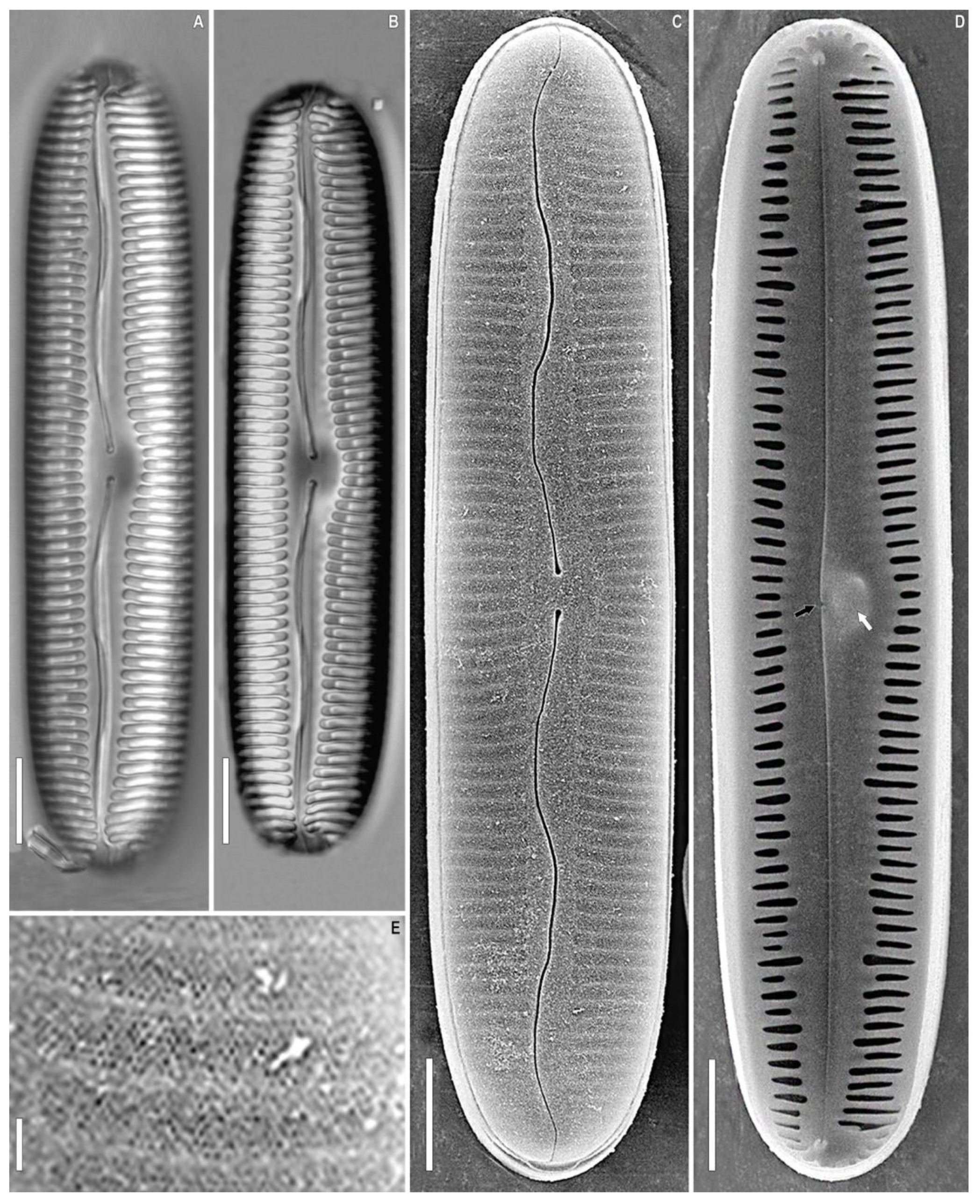 Plants 12 03552 g002 Plants 12 03552 g002