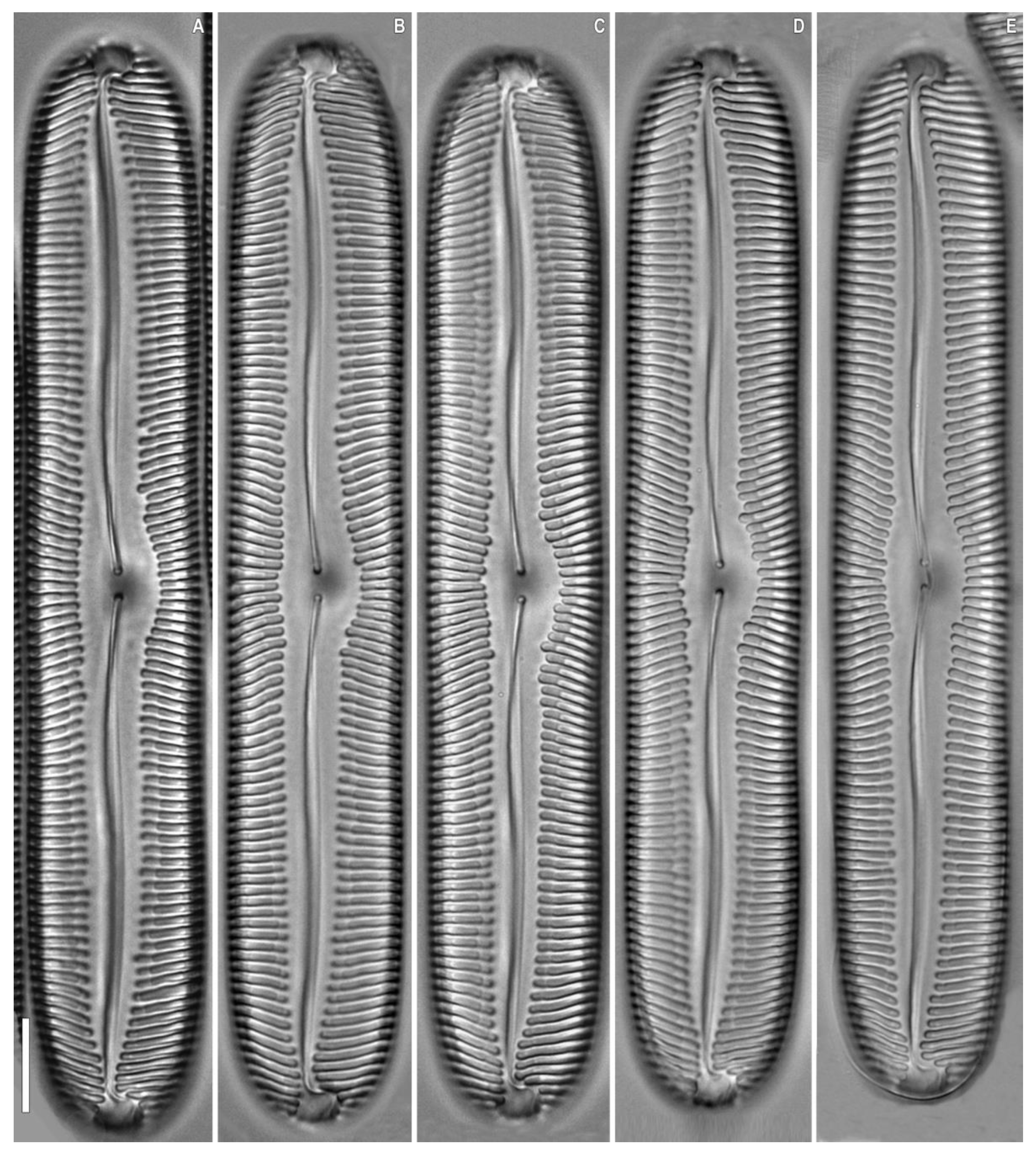 Plants 12 03552 g003 Plants 12 03552 g003