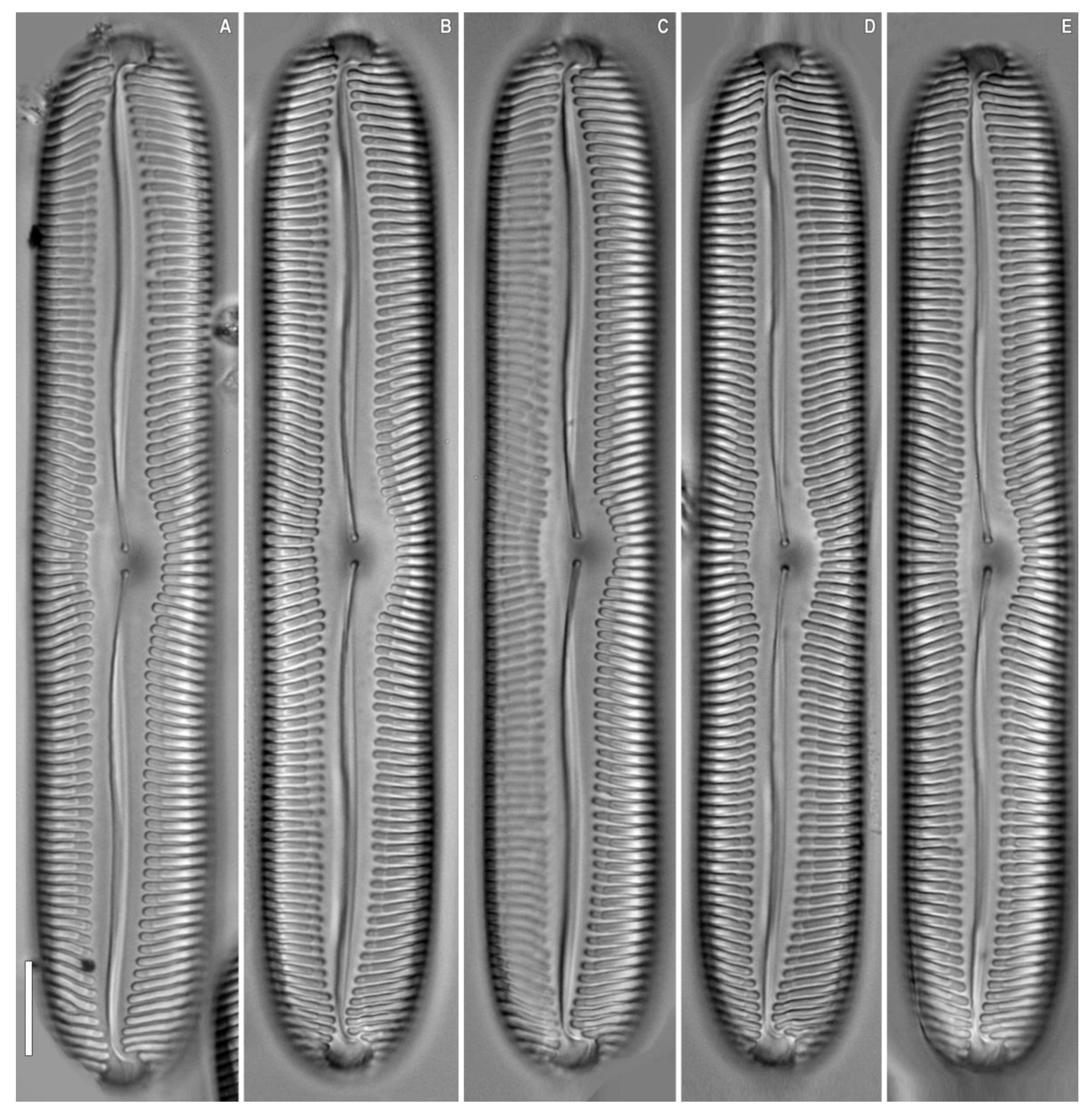 Plants 12 03552 g004 Plants 12 03552 g004