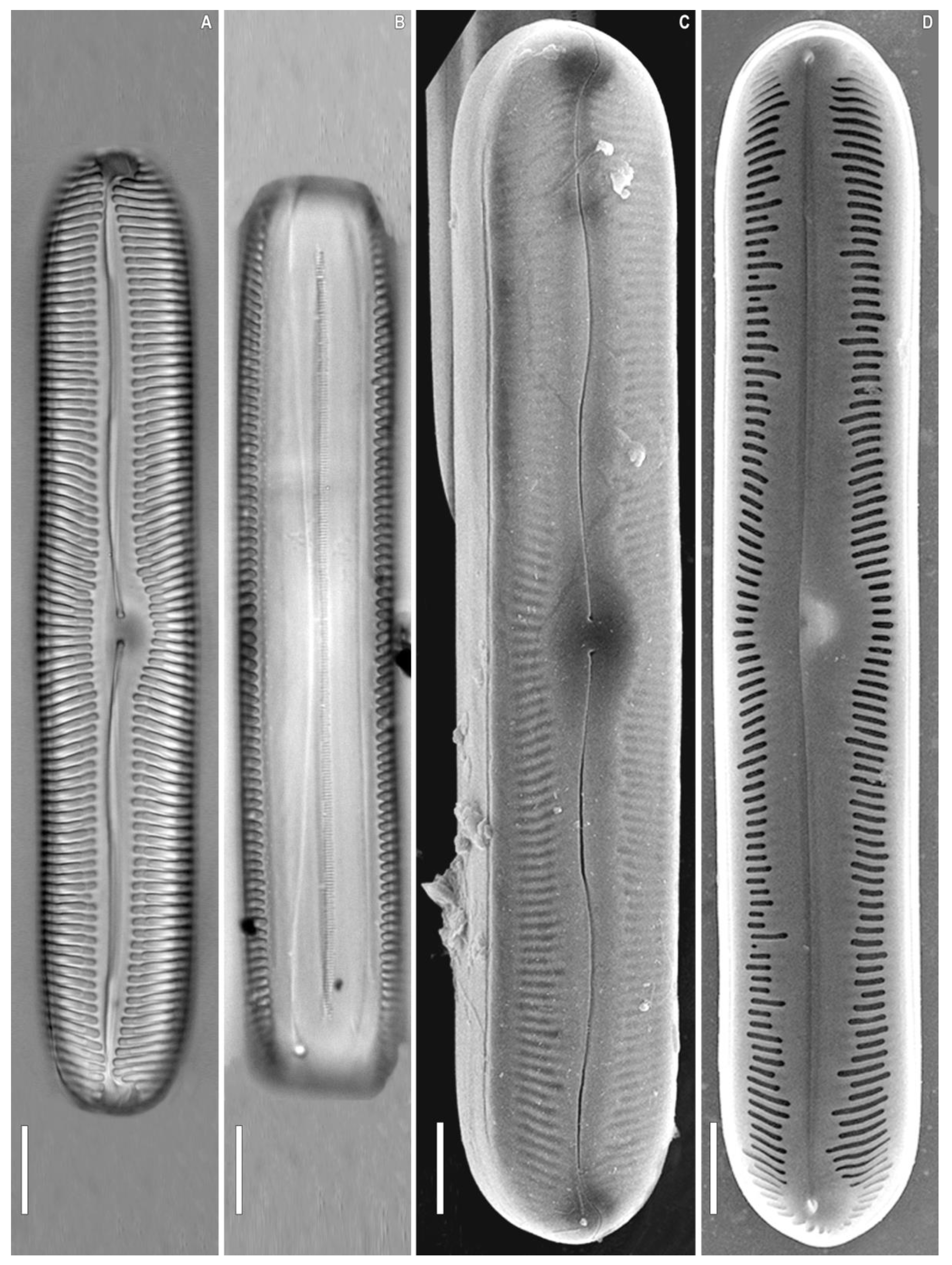 Plants 12 03552 g005 Plants 12 03552 g005