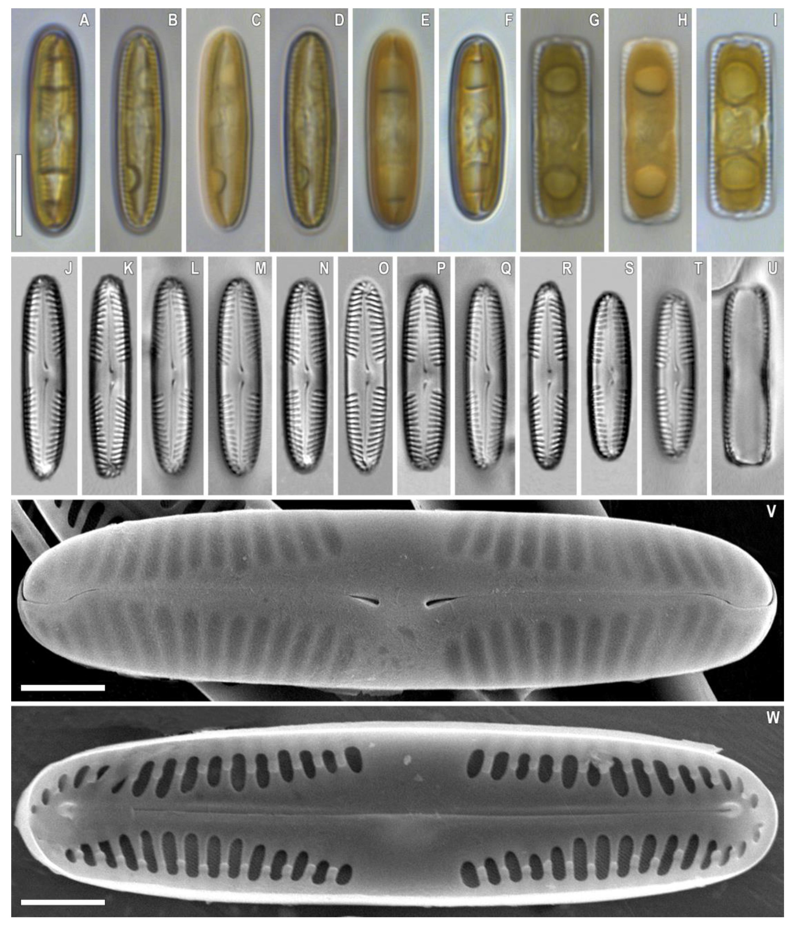 Plants 12 03552 g006 Plants 12 03552 g006