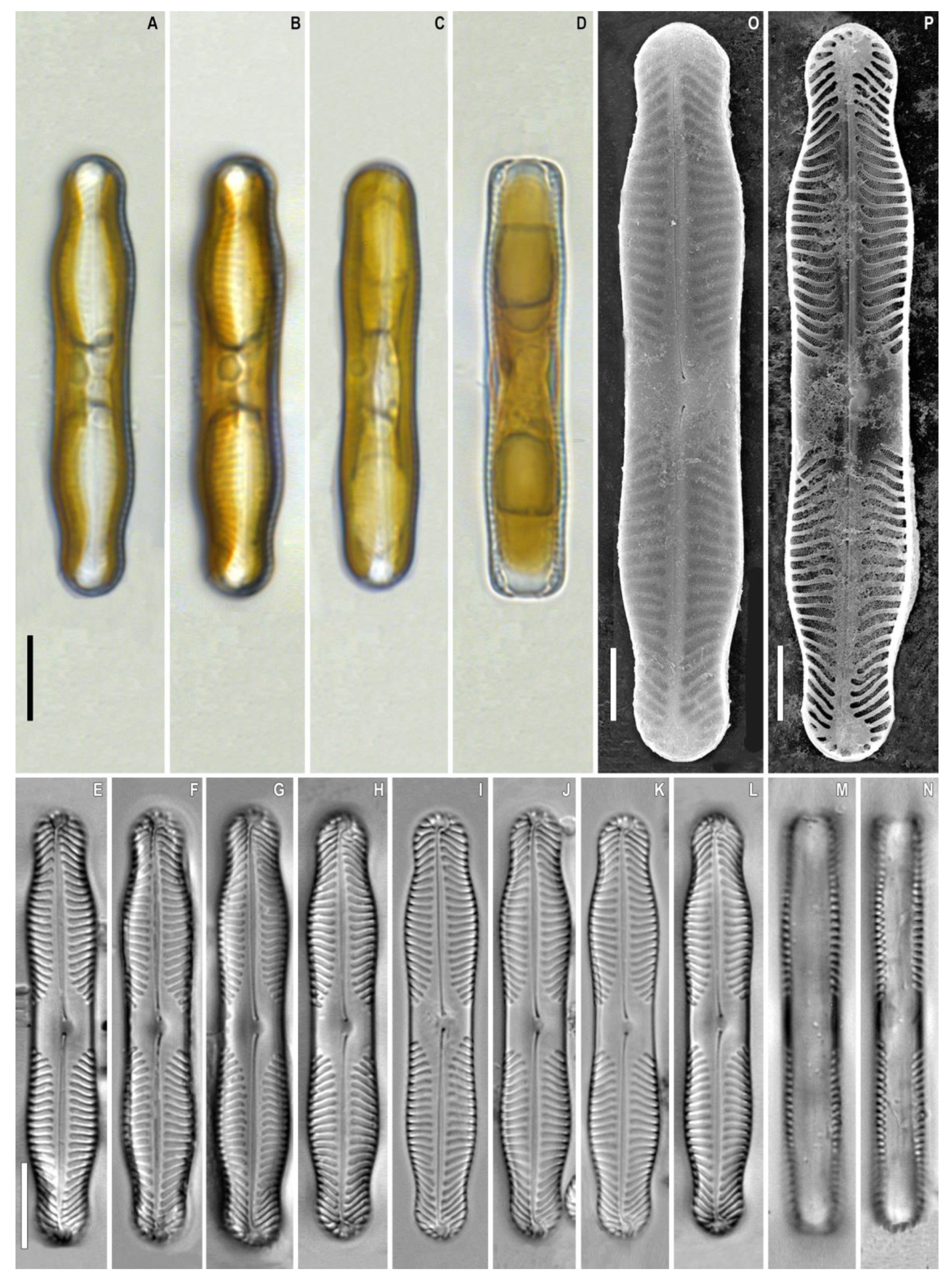 Plants 12 03552 g007 Plants 12 03552 g007