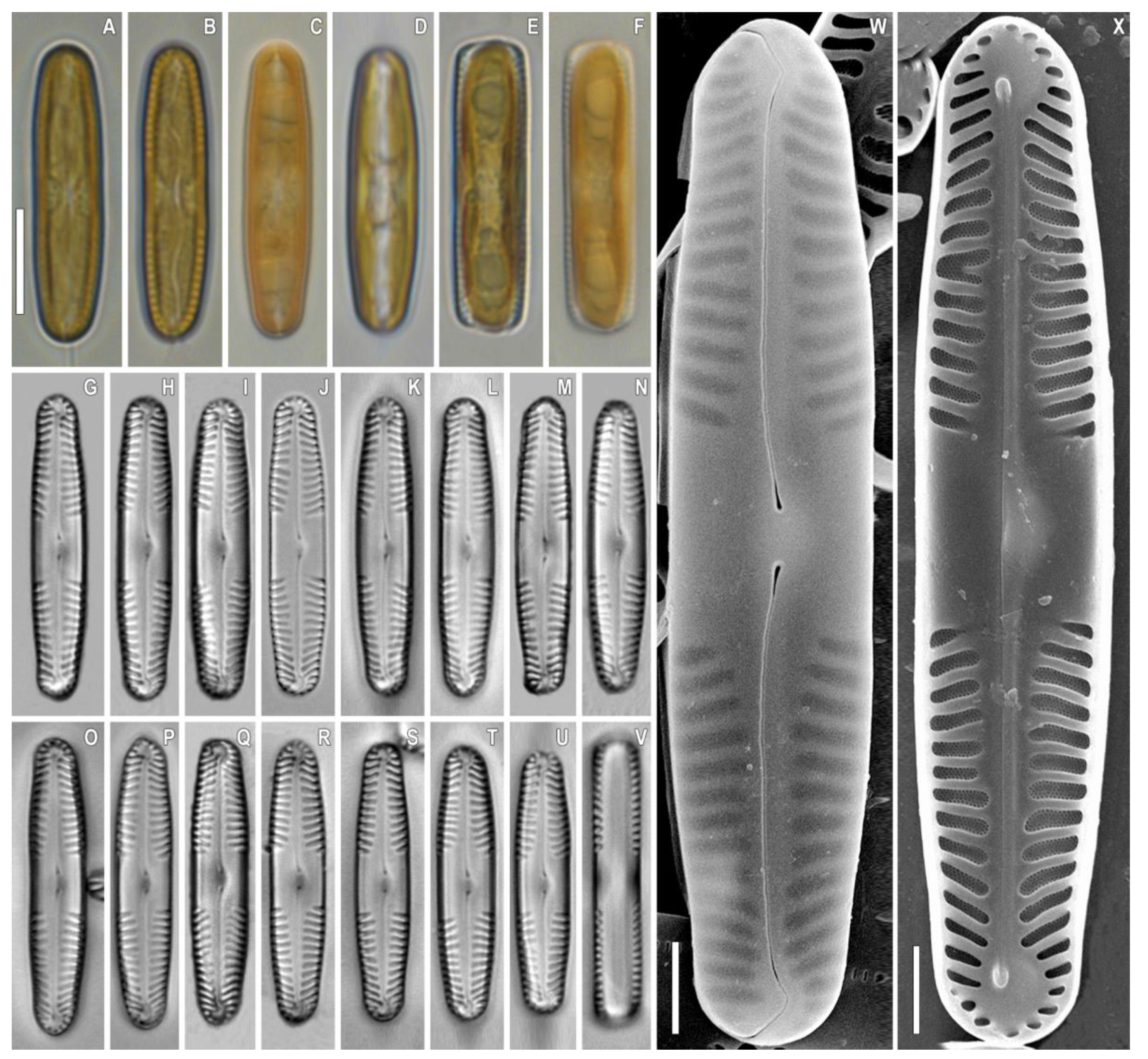 Plants 12 03552 g008 Plants 12 03552 g008