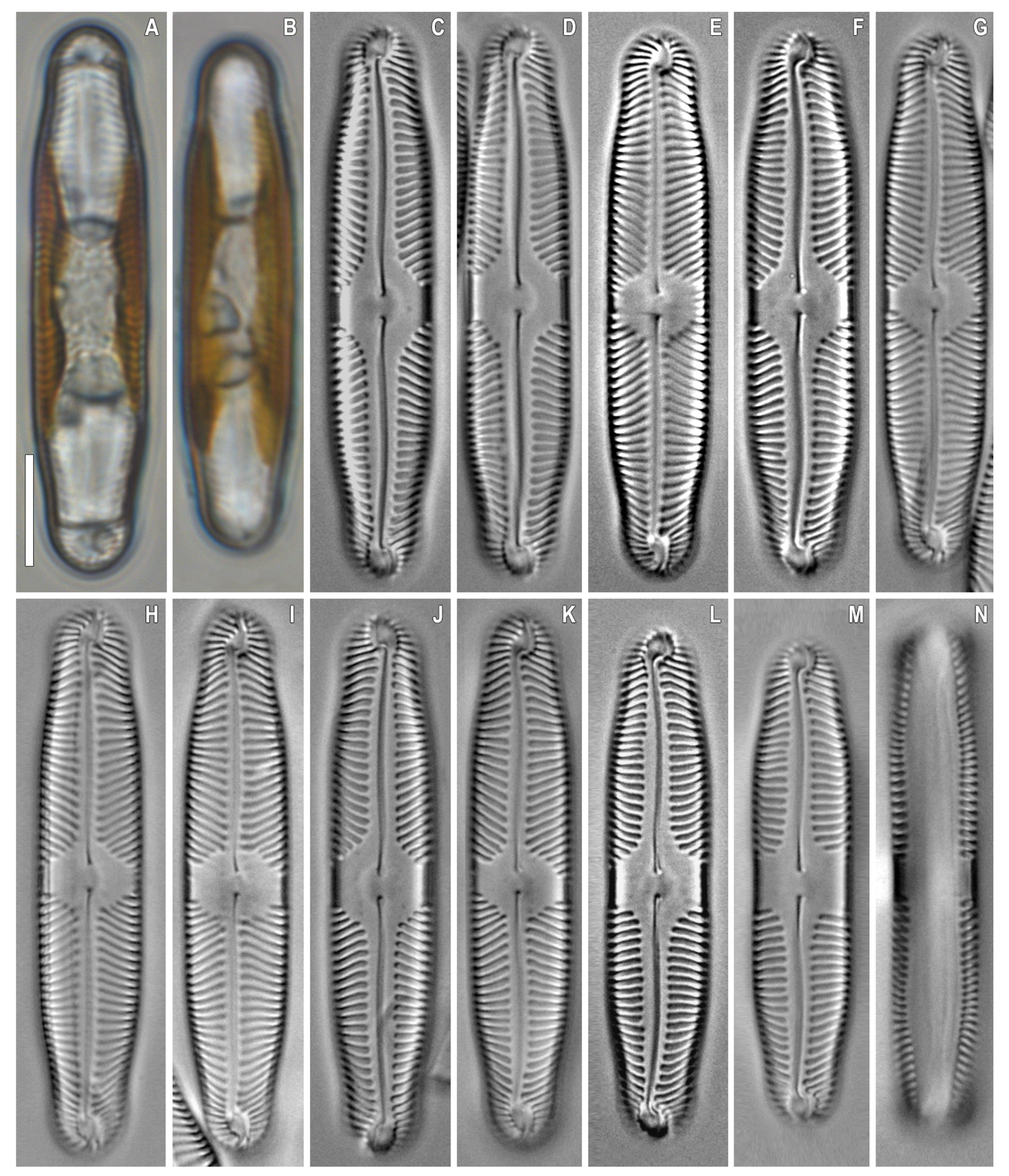 Plants 12 03552 g009 Plants 12 03552 g009