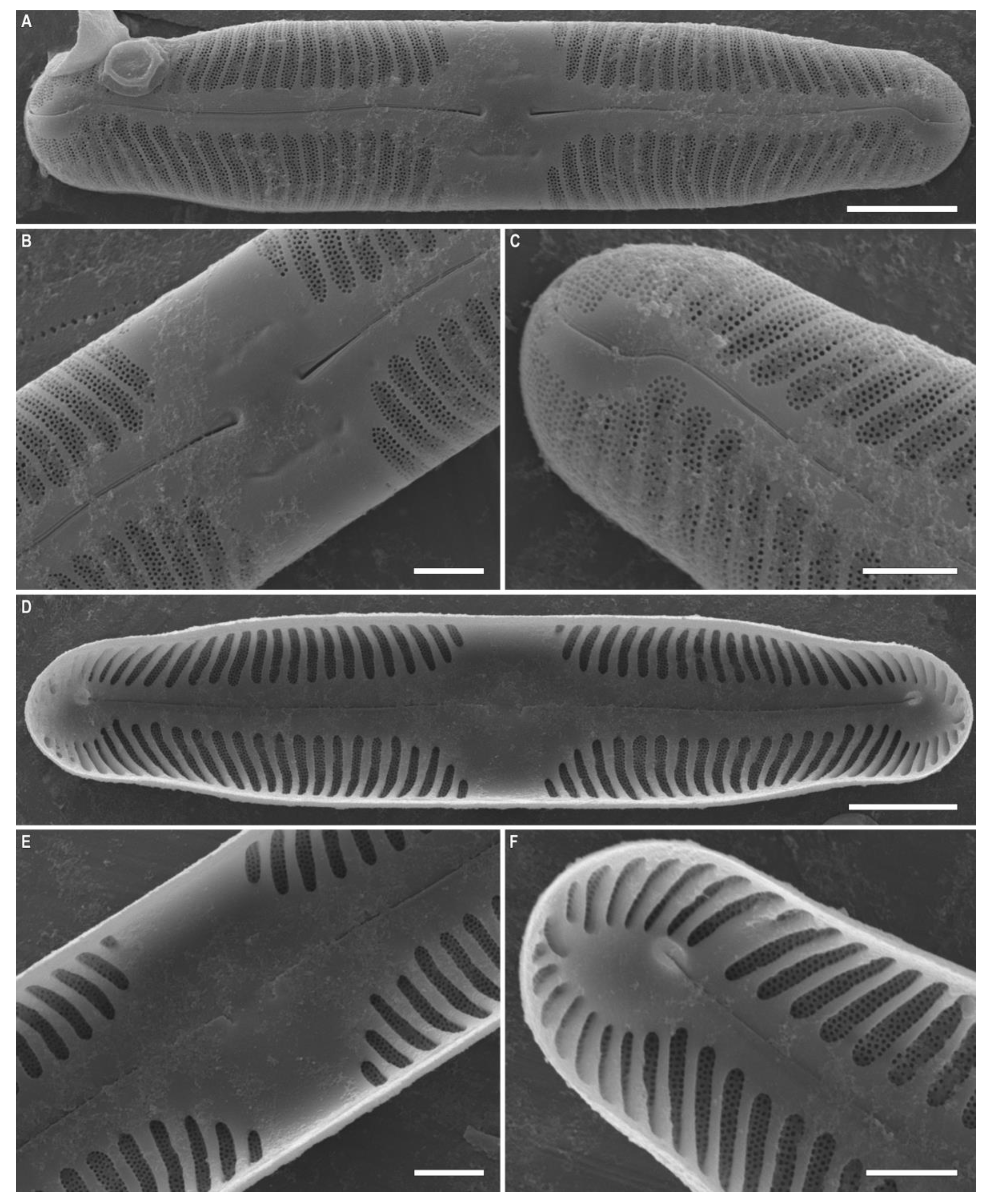 Plants 12 03552 g010 Plants 12 03552 g010