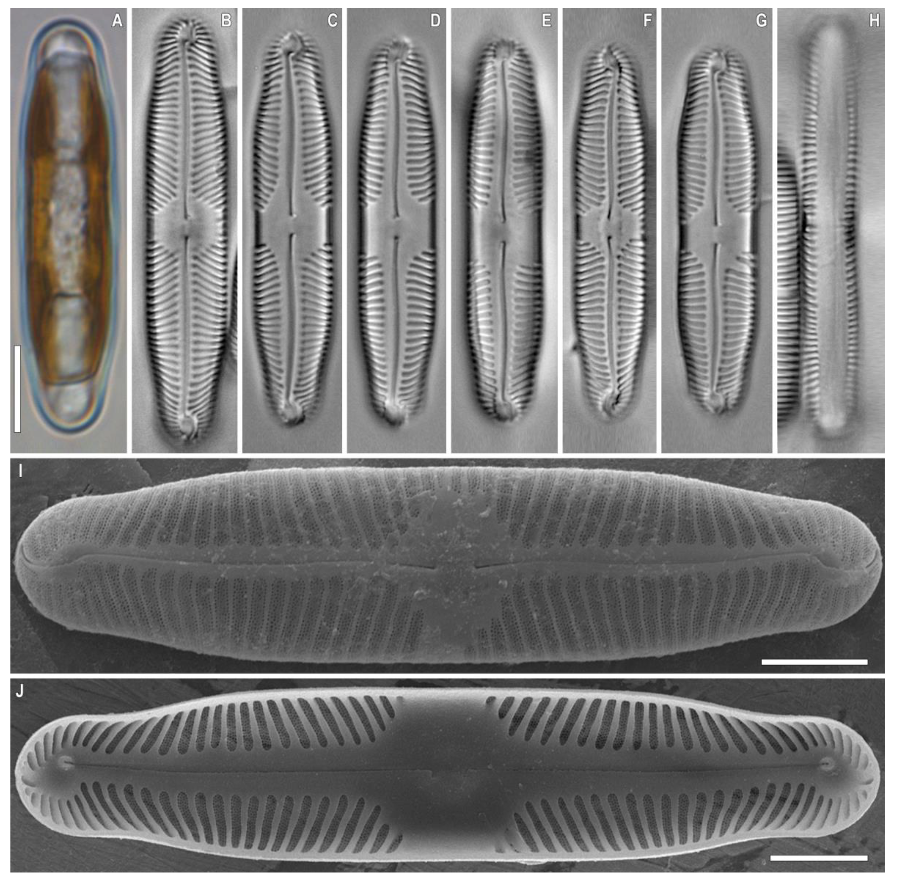 Plants 12 03552 g011 Plants 12 03552 g011