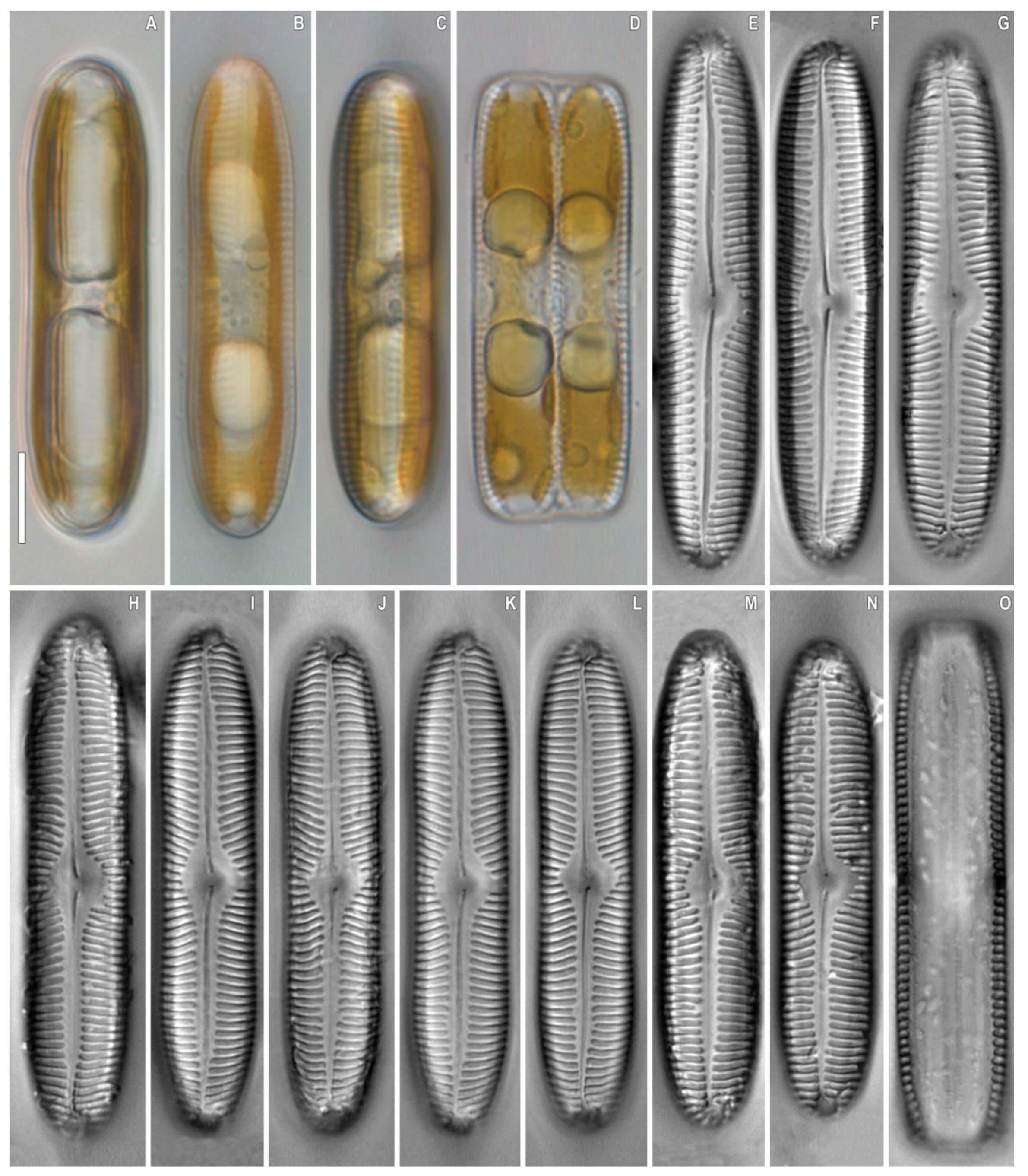 Plants 12 03552 g012 Plants 12 03552 g012