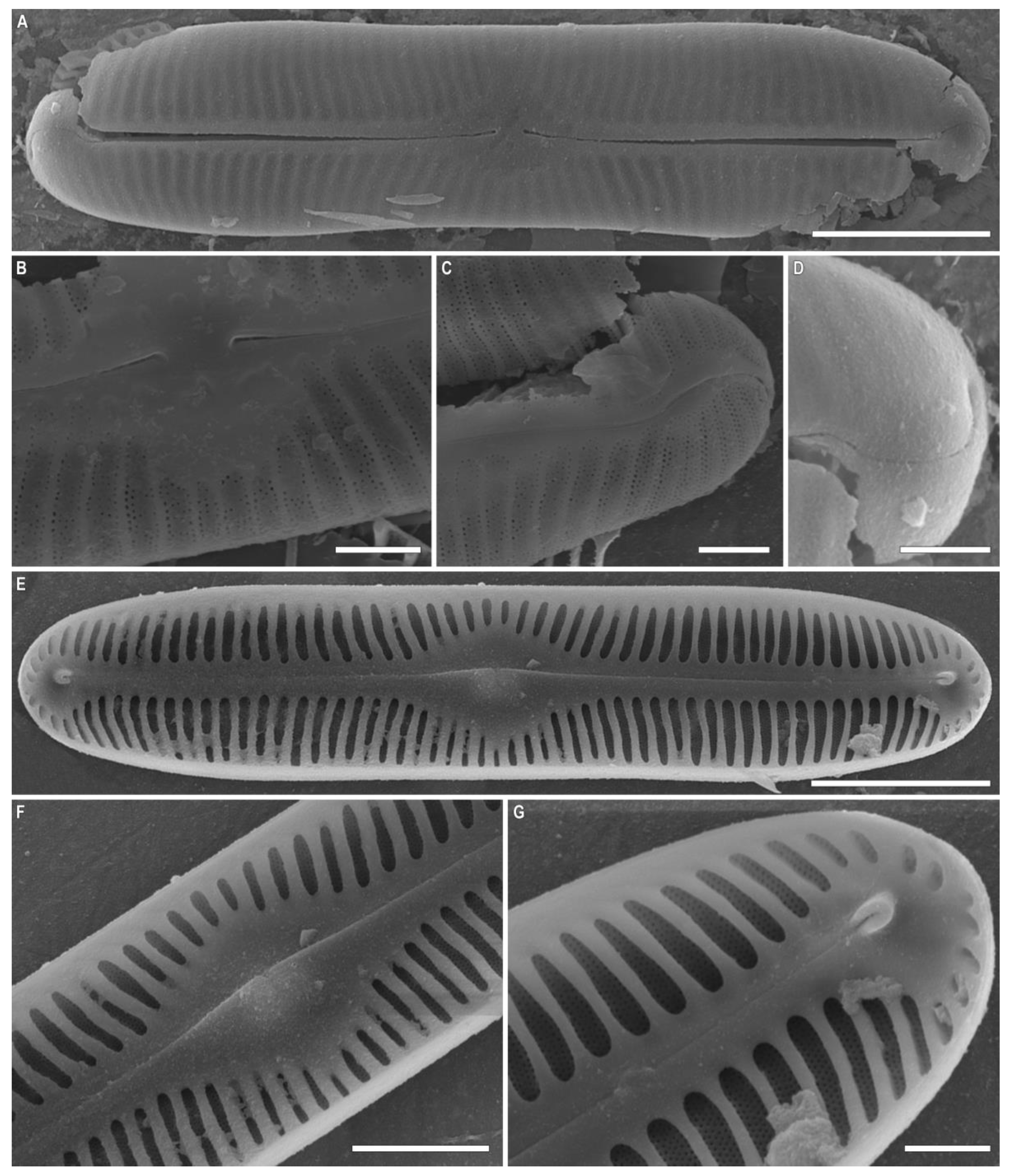 Plants 12 03552 g013 Plants 12 03552 g013