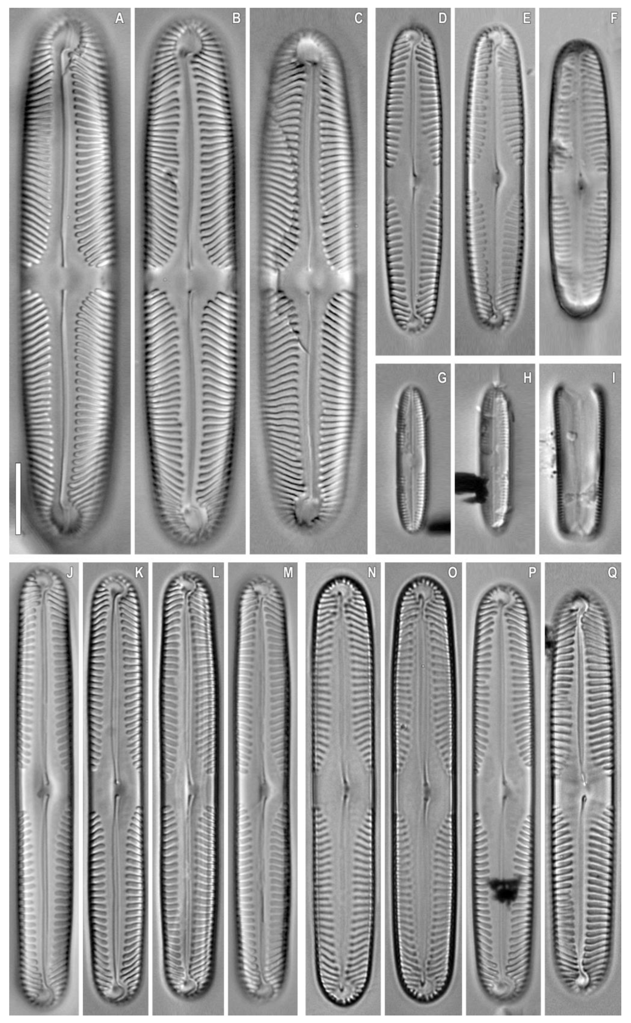 Plants 12 03552 g015 Plants 12 03552 g015