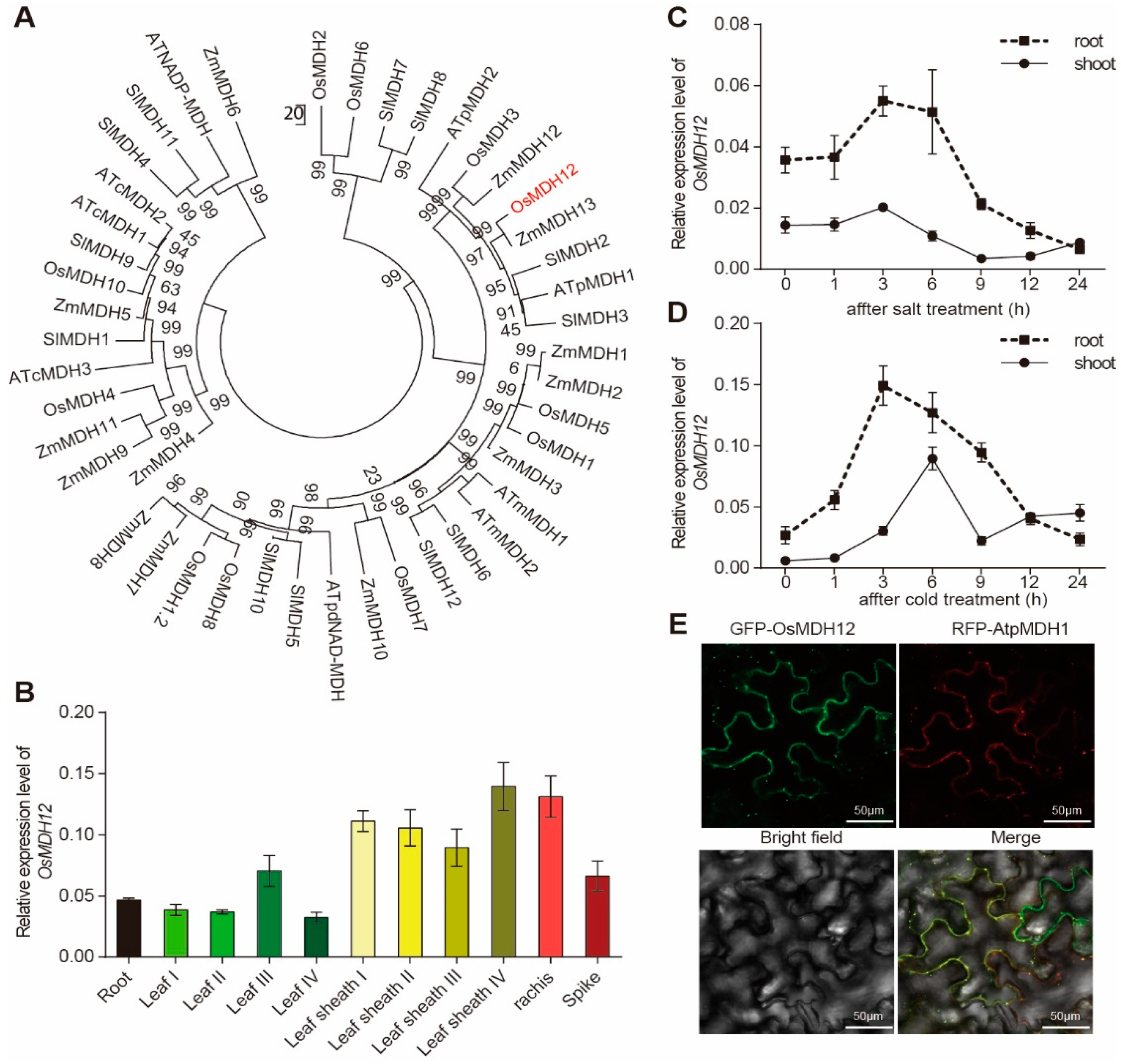Plants 12 03558 g001