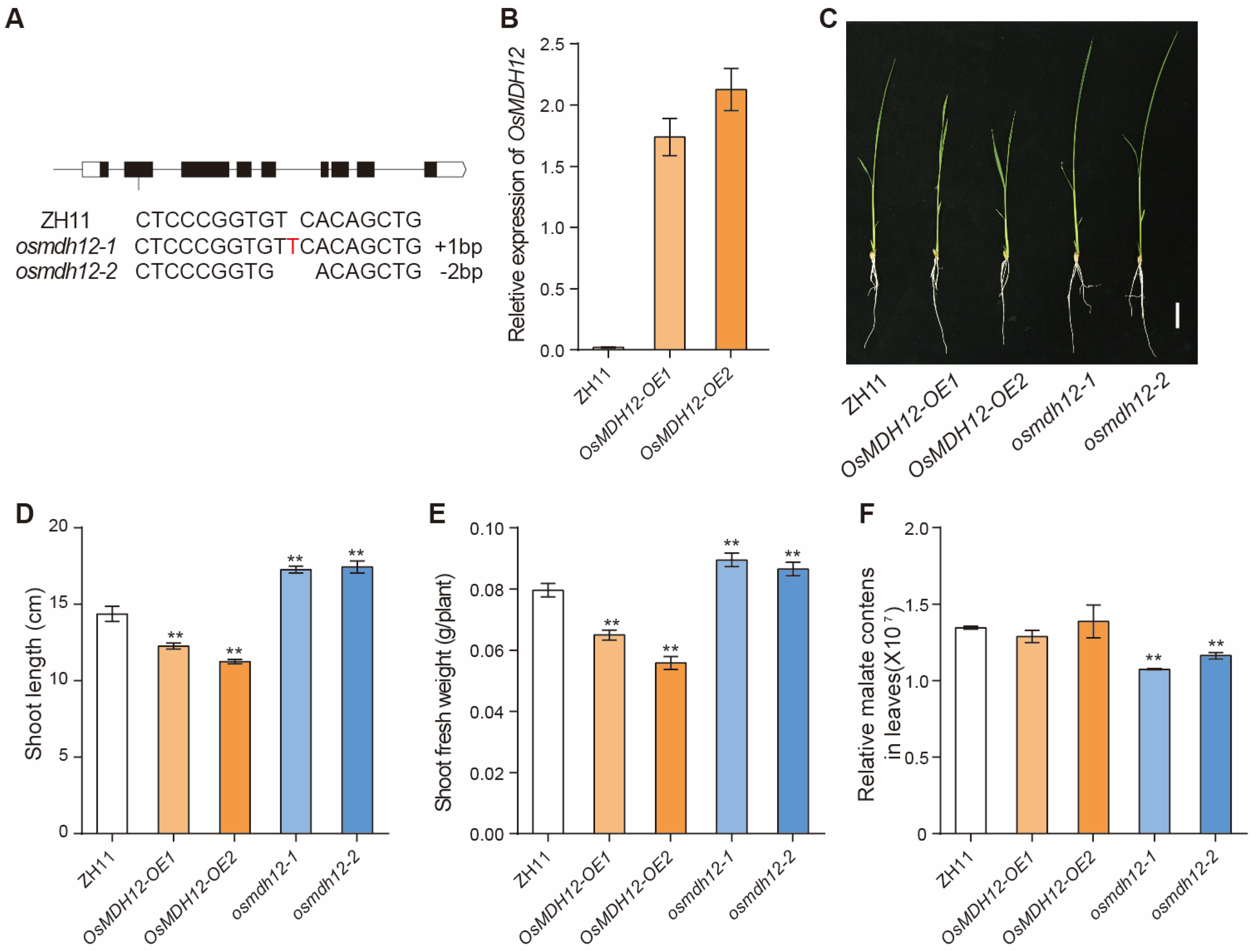 Plants 12 03558 g003