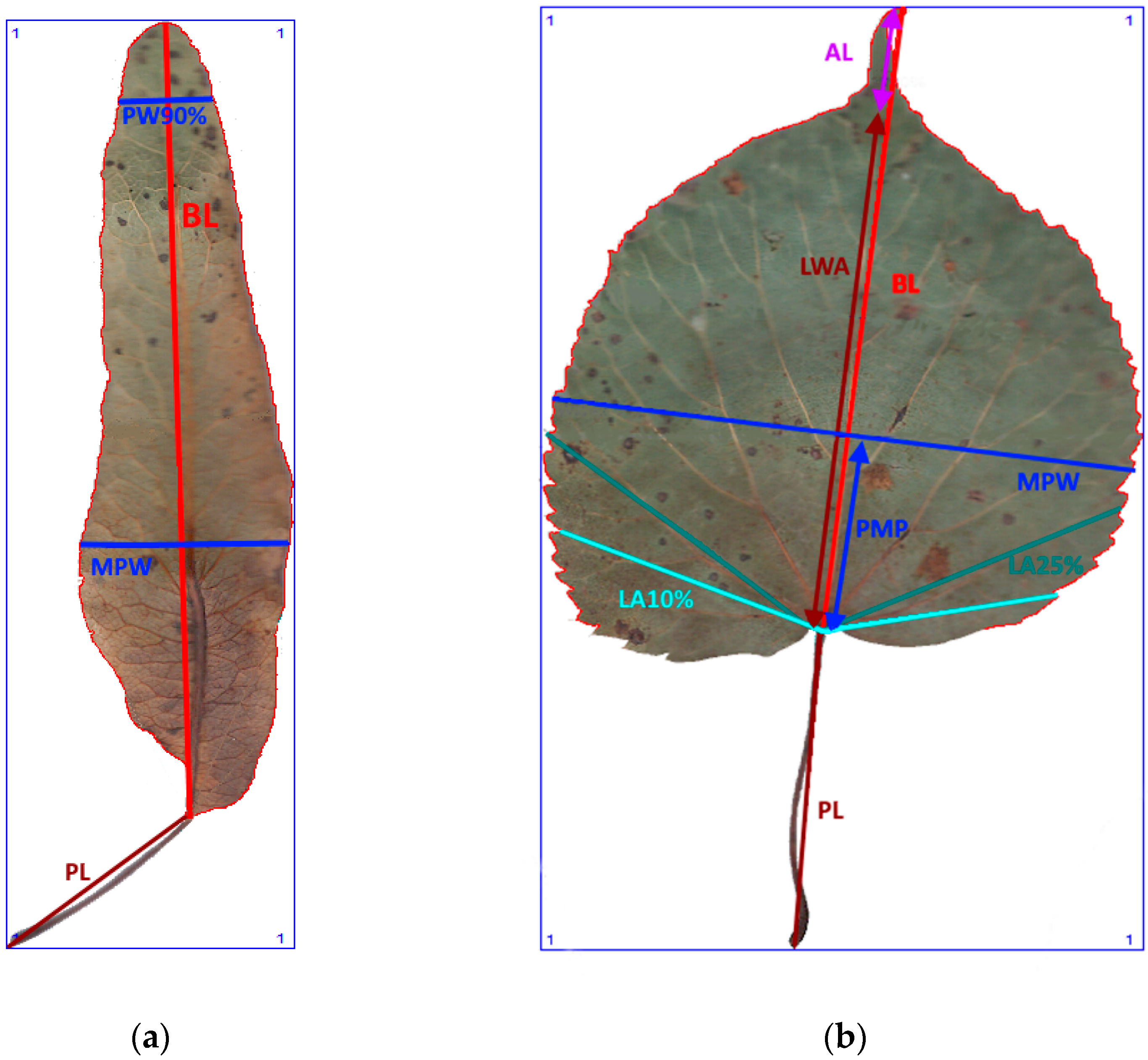 Plants 12 03567 g003