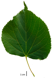 Plants 12 03567 i003