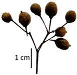 Plants 12 03567 i057