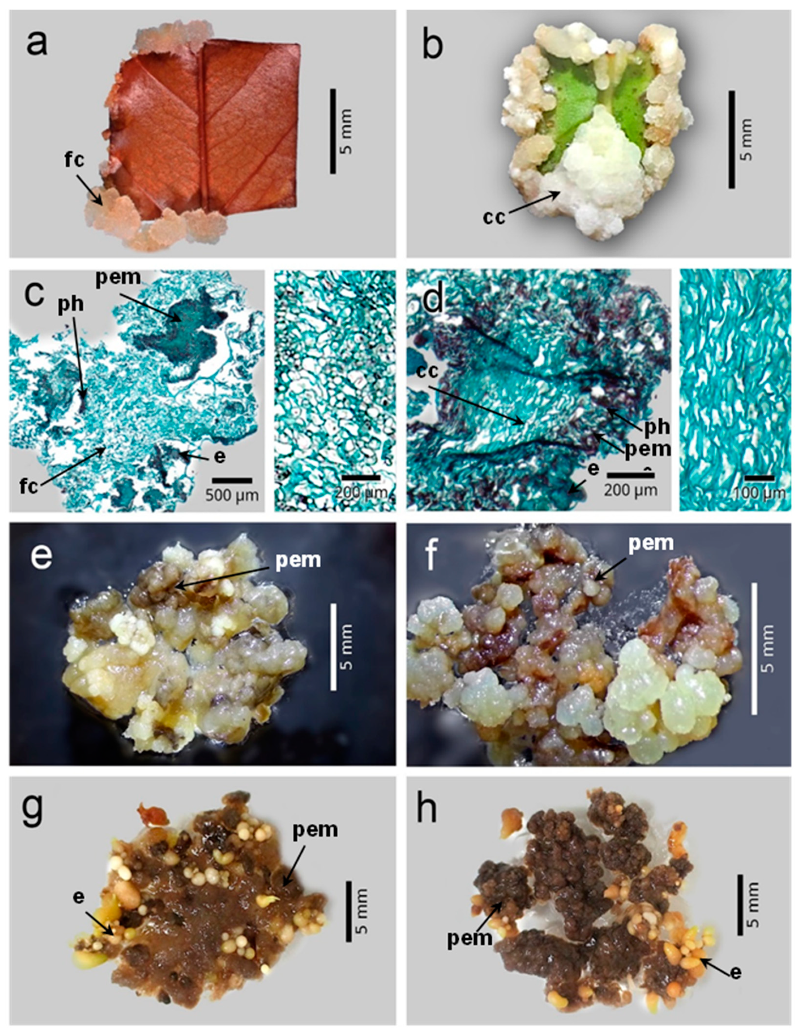 Plants 12 03570 g005 Plants 12 03570 g005