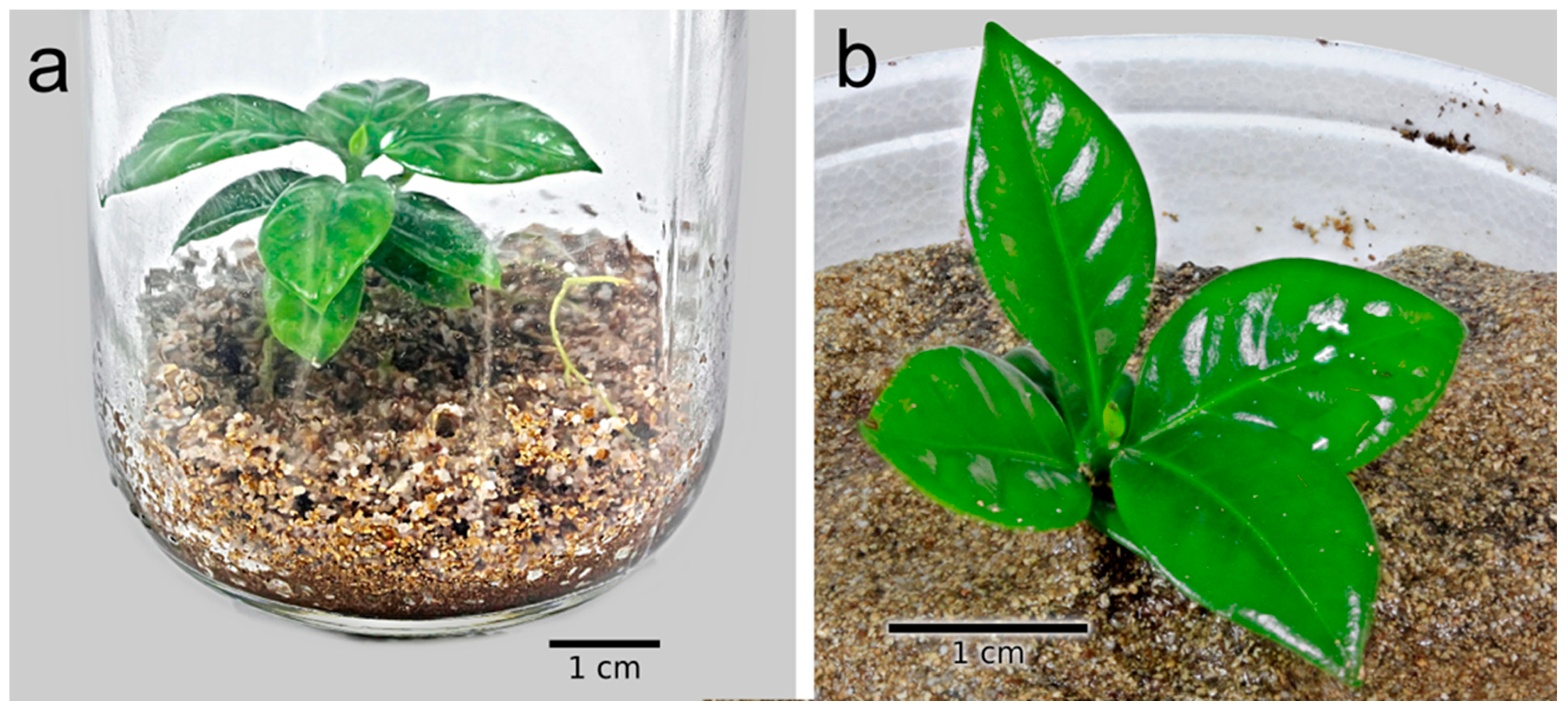 Plants 12 03570 g006 Plants 12 03570 g006