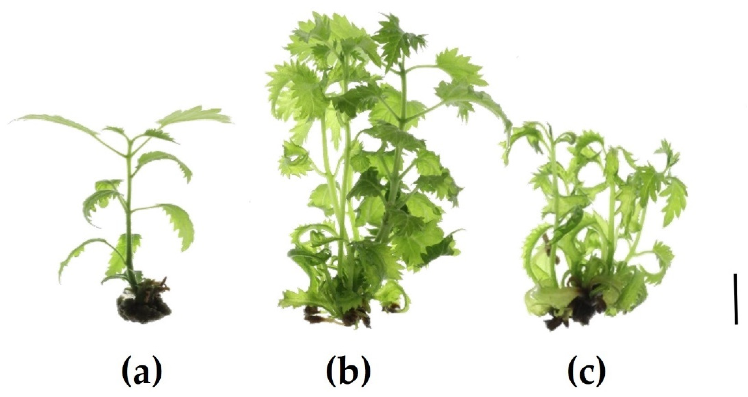 Plants 12 03577 g001