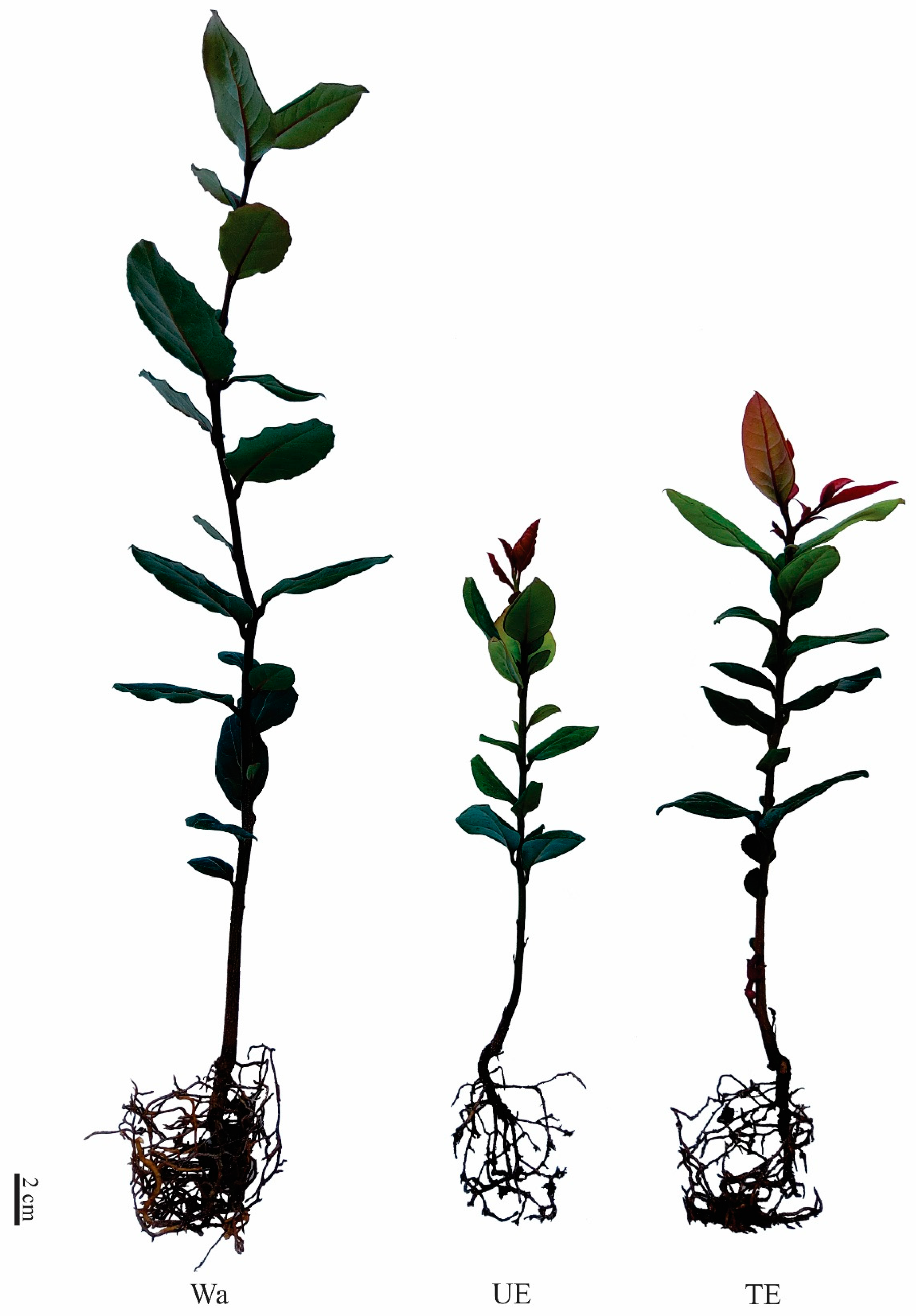 Plants 12 03584 g001