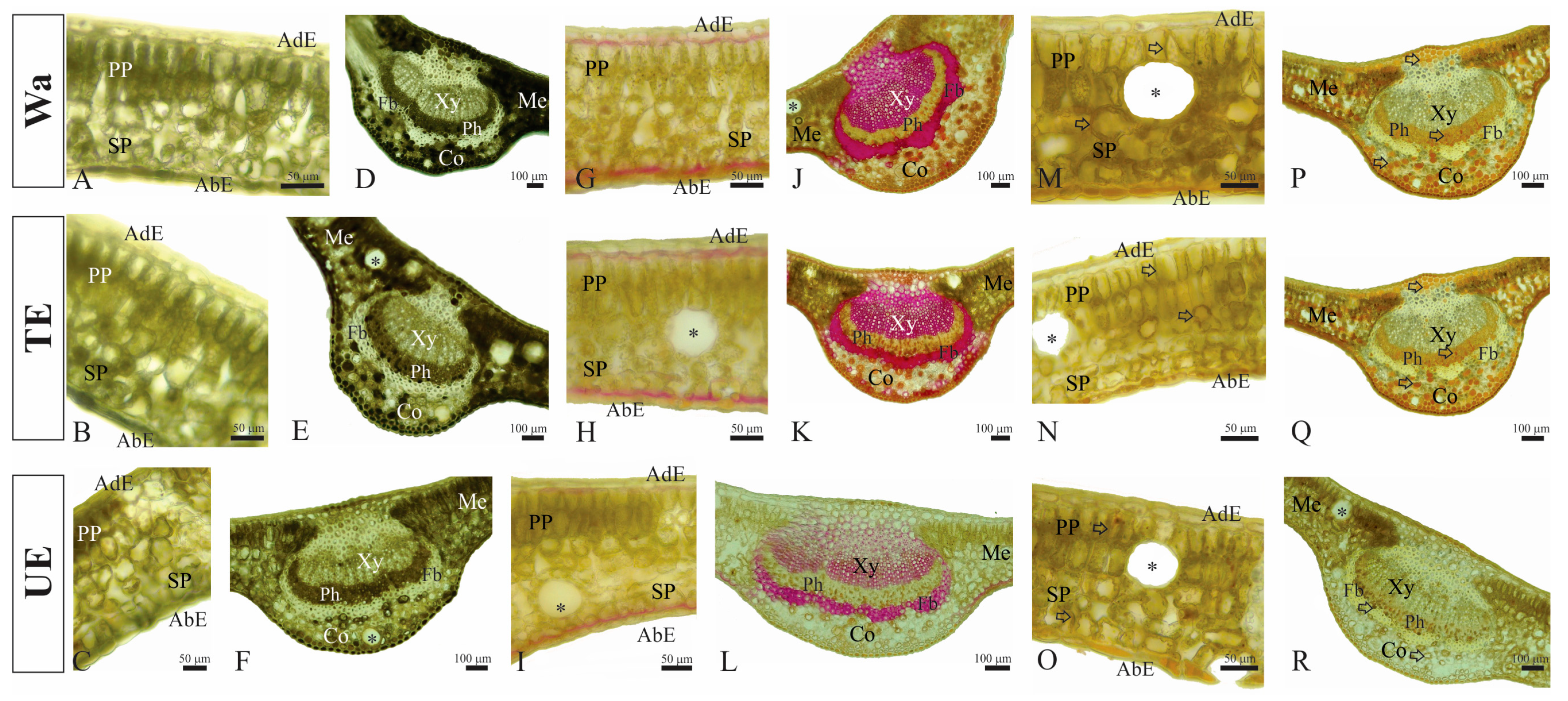 Plants 12 03584 g005