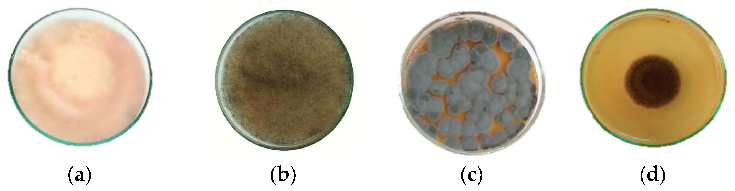 Plants 12 03587 g002