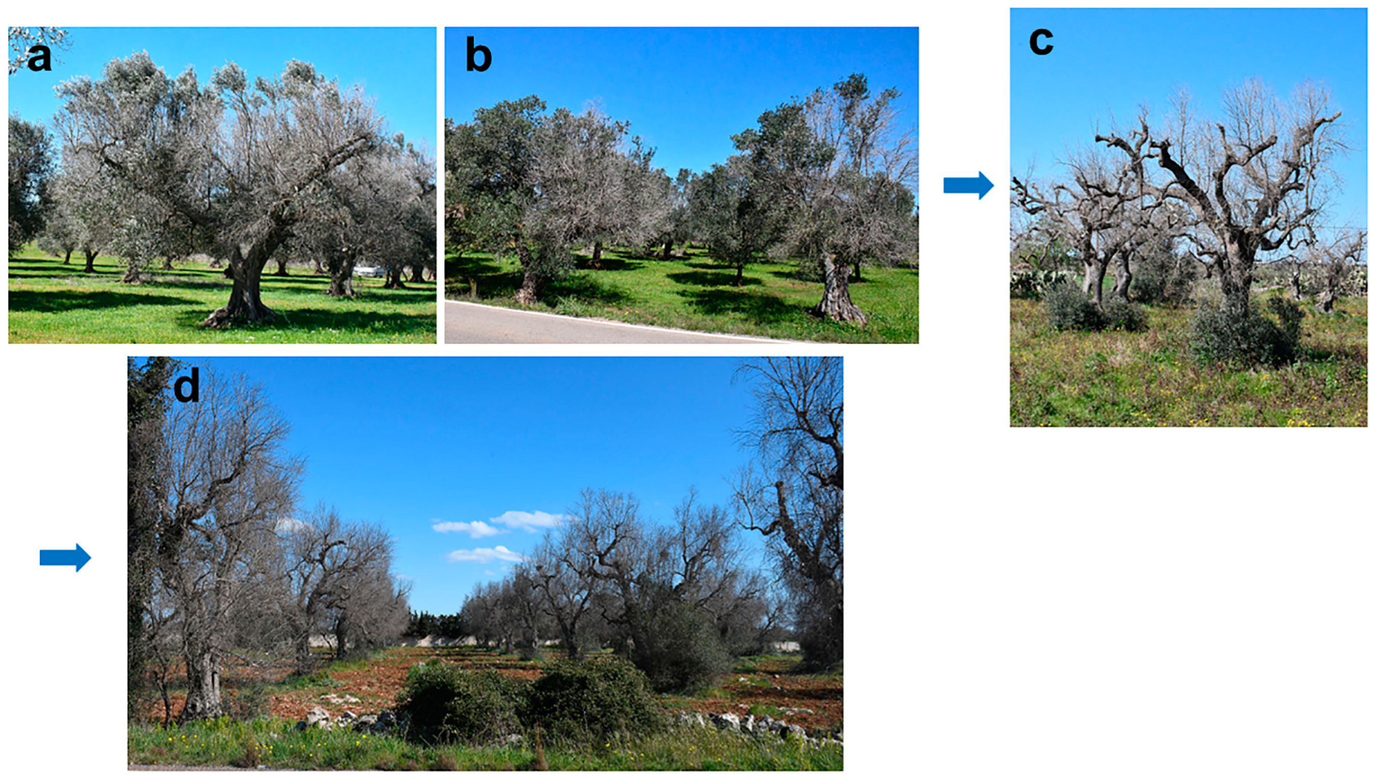 Plants 12 03593 g001