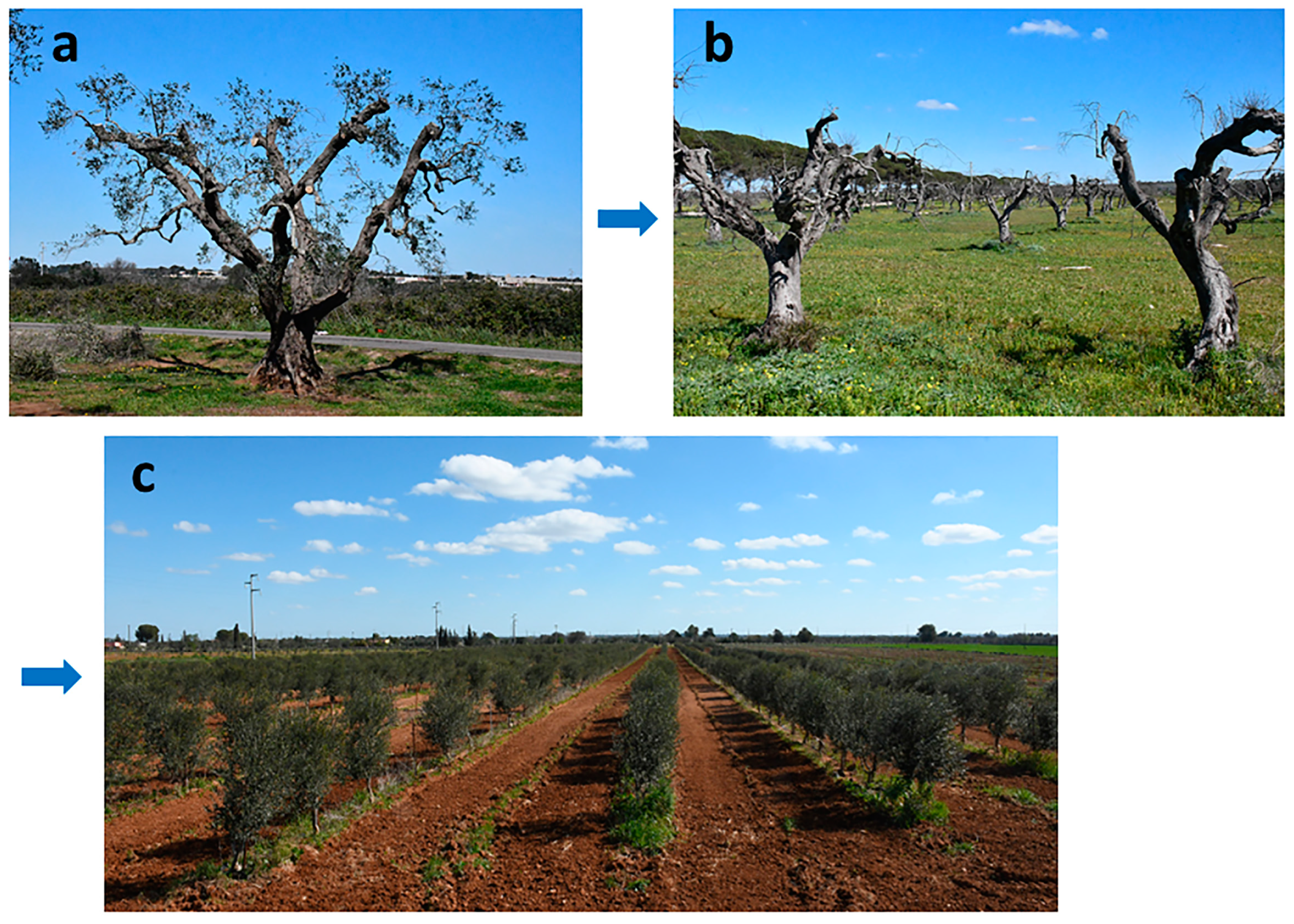 Plants 12 03593 g002