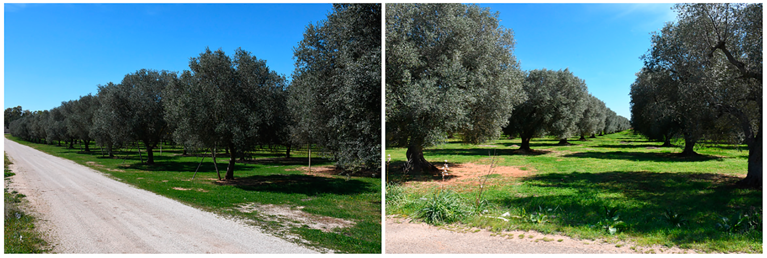 Plants 12 03593 g003