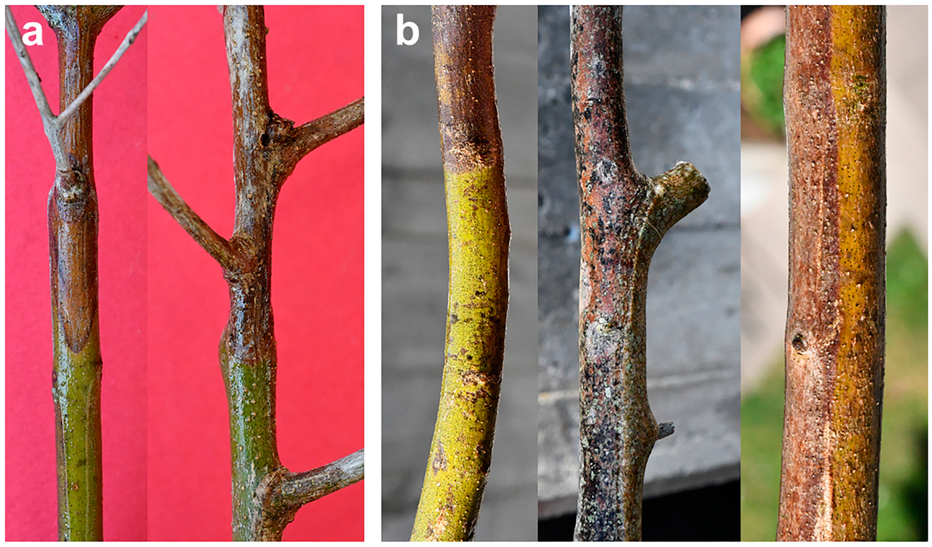 Plants 12 03593 g008