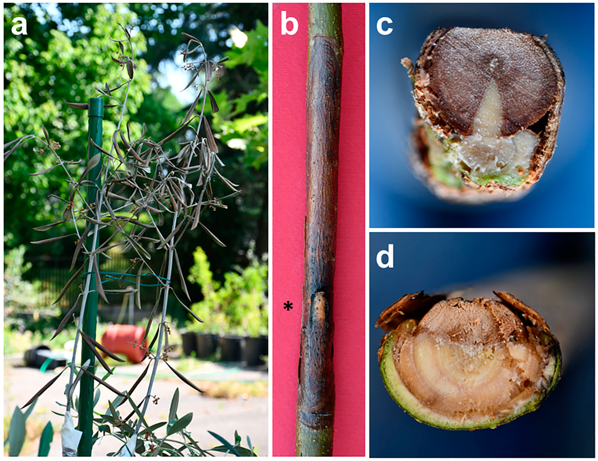 Plants 12 03593 g011