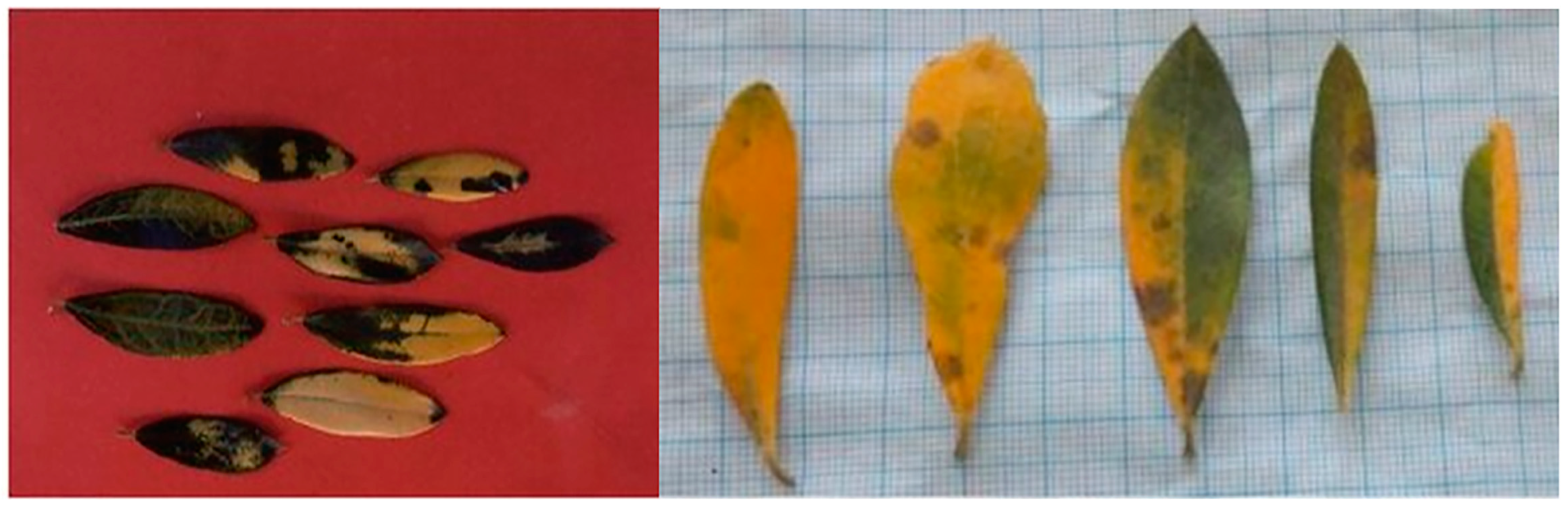 Plants 12 03593 g012