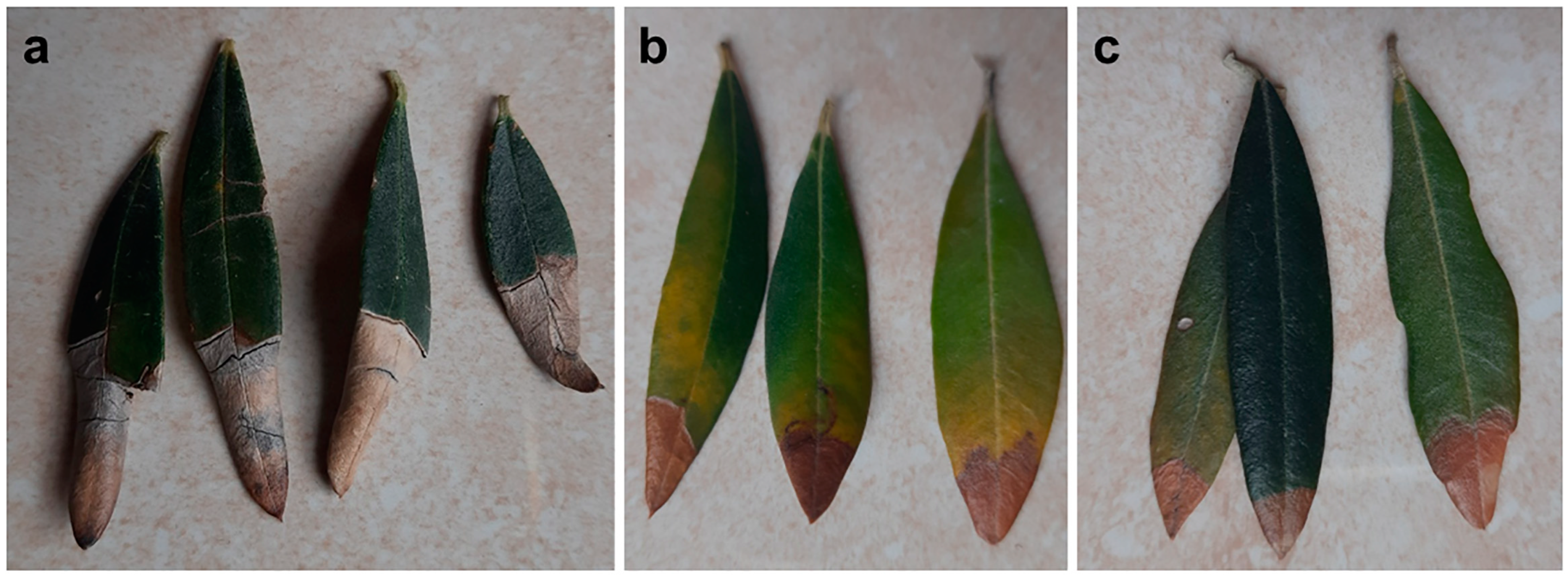 Plants 12 03593 g013