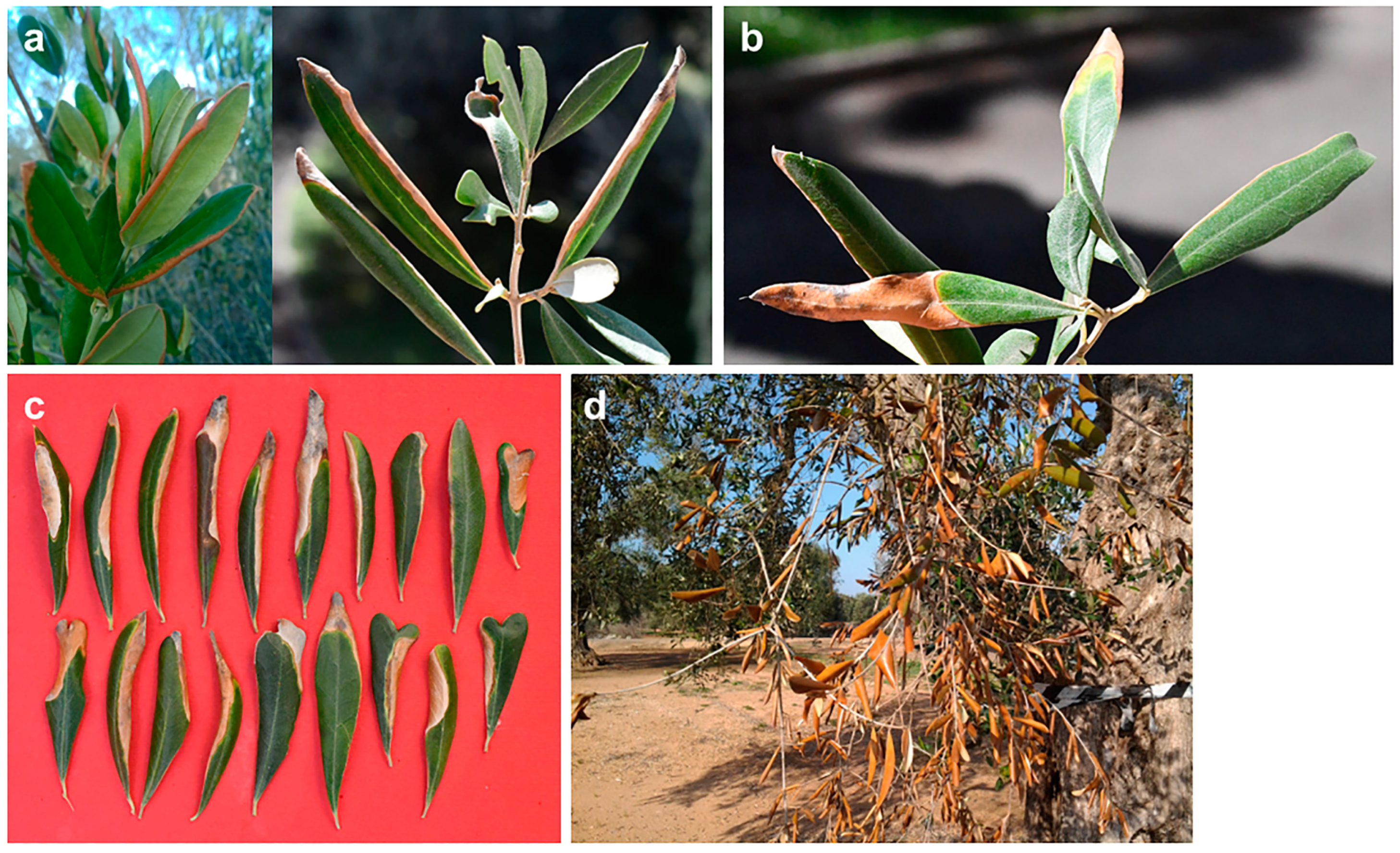 Plants 12 03593 g014