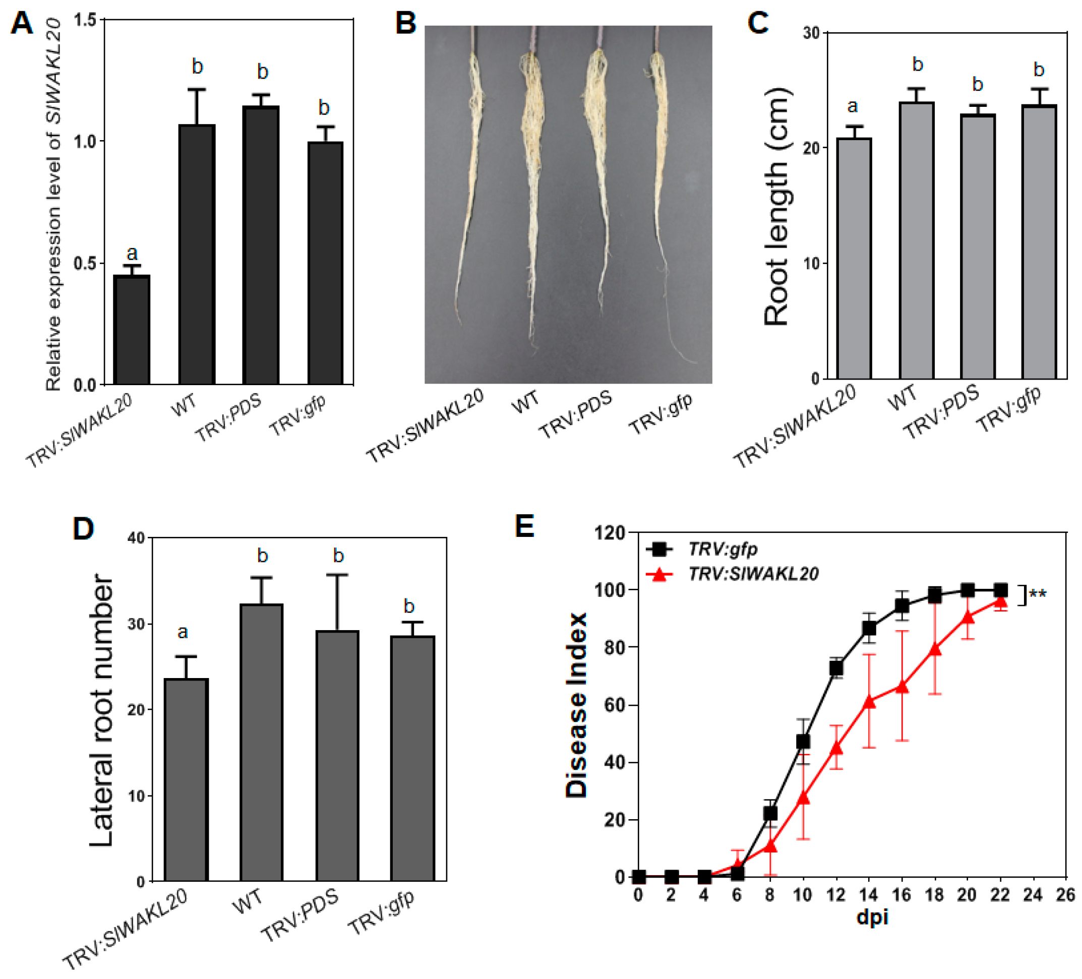 Plants 12 03600 g005