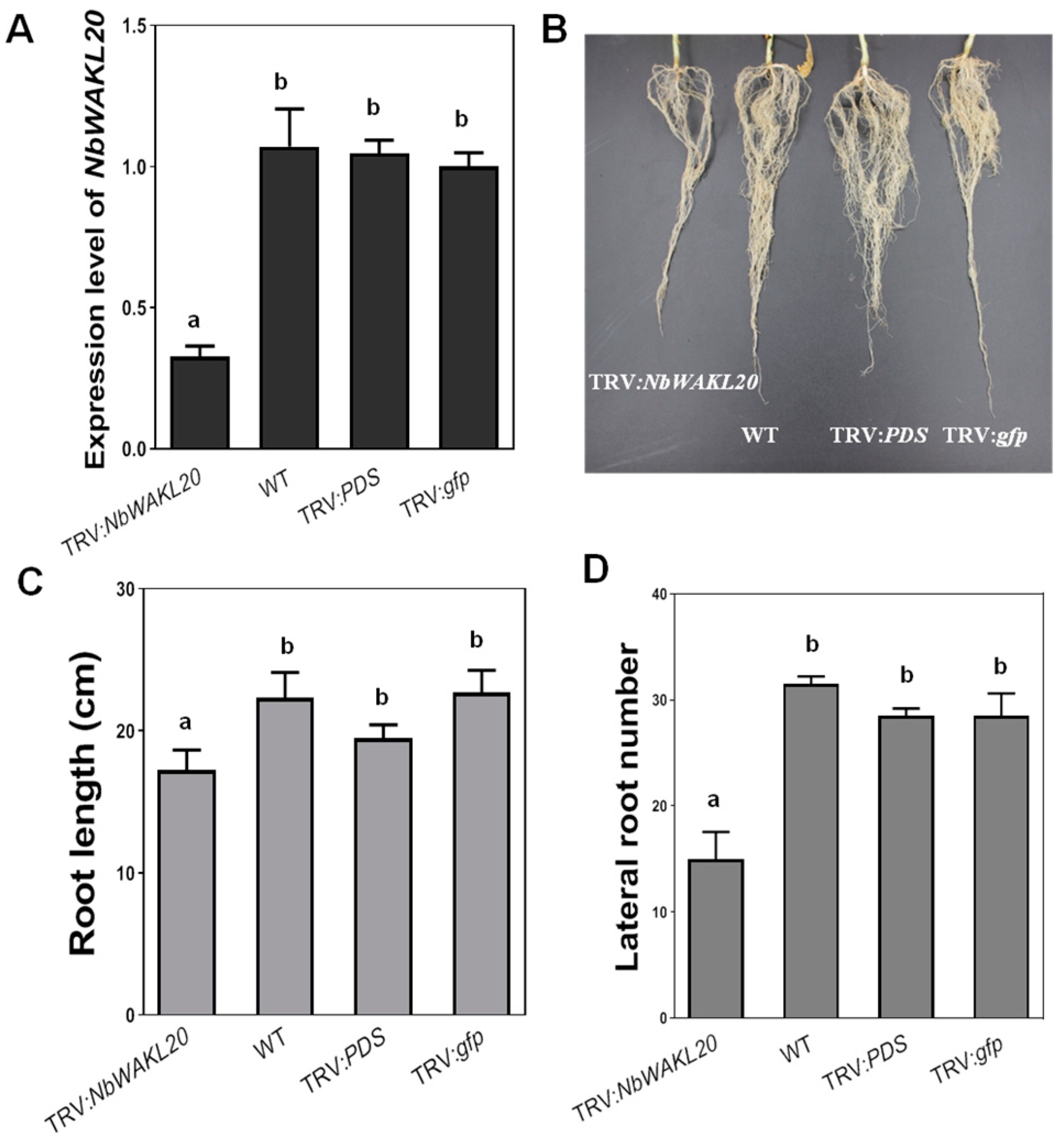 Plants 12 03600 g006