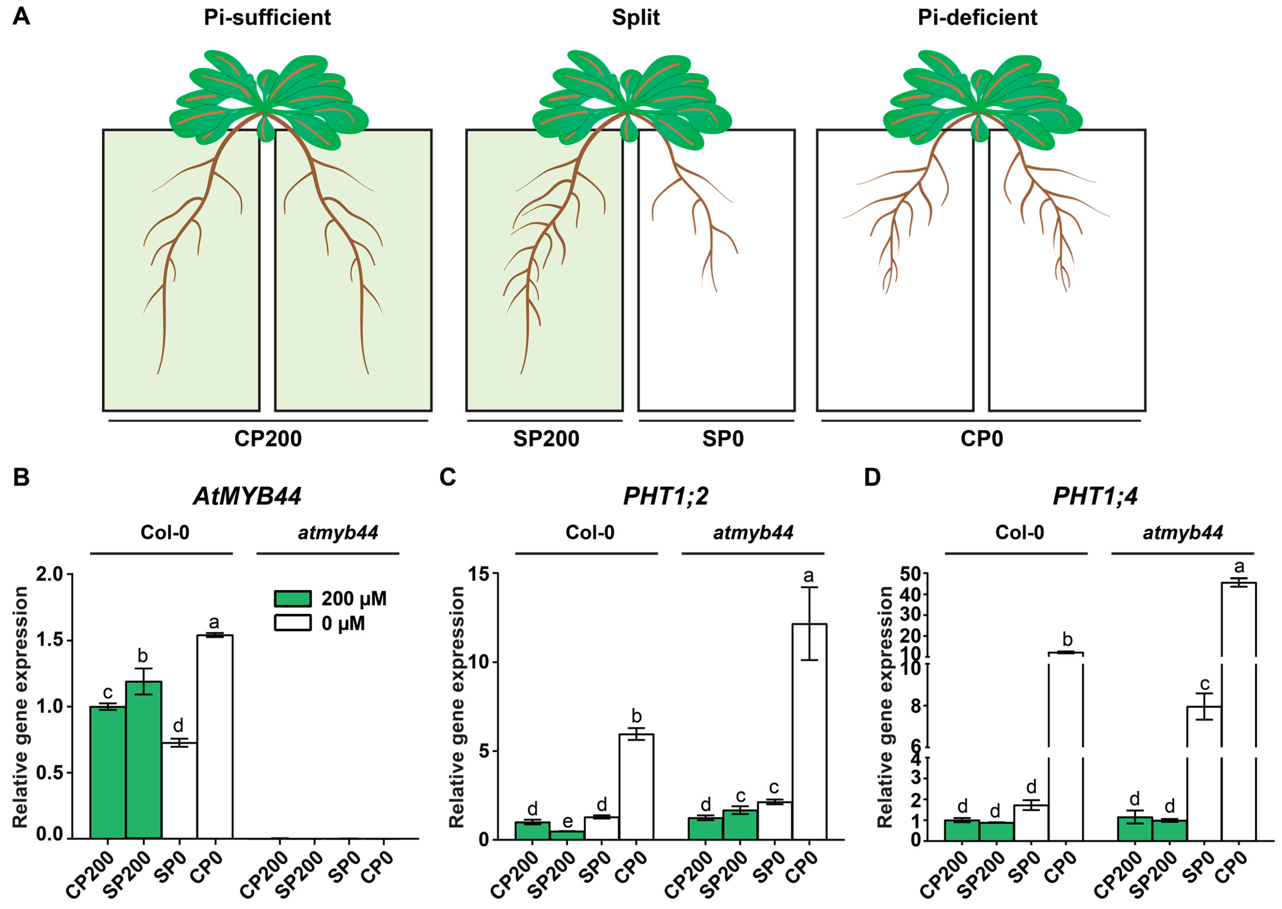 Plants 12 03617 g006