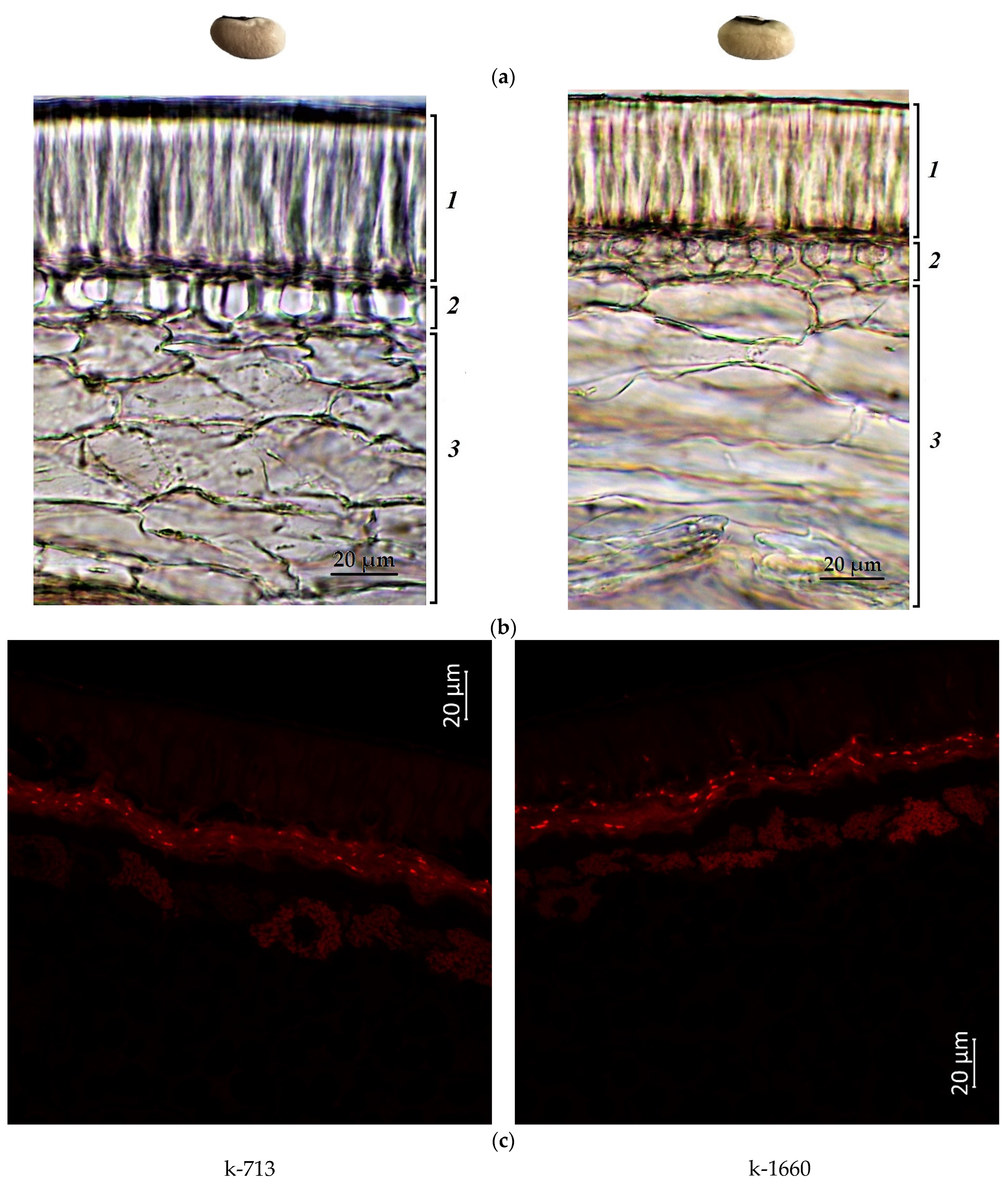 Plants 12 03624 g001 Plants 12 03624 g001
