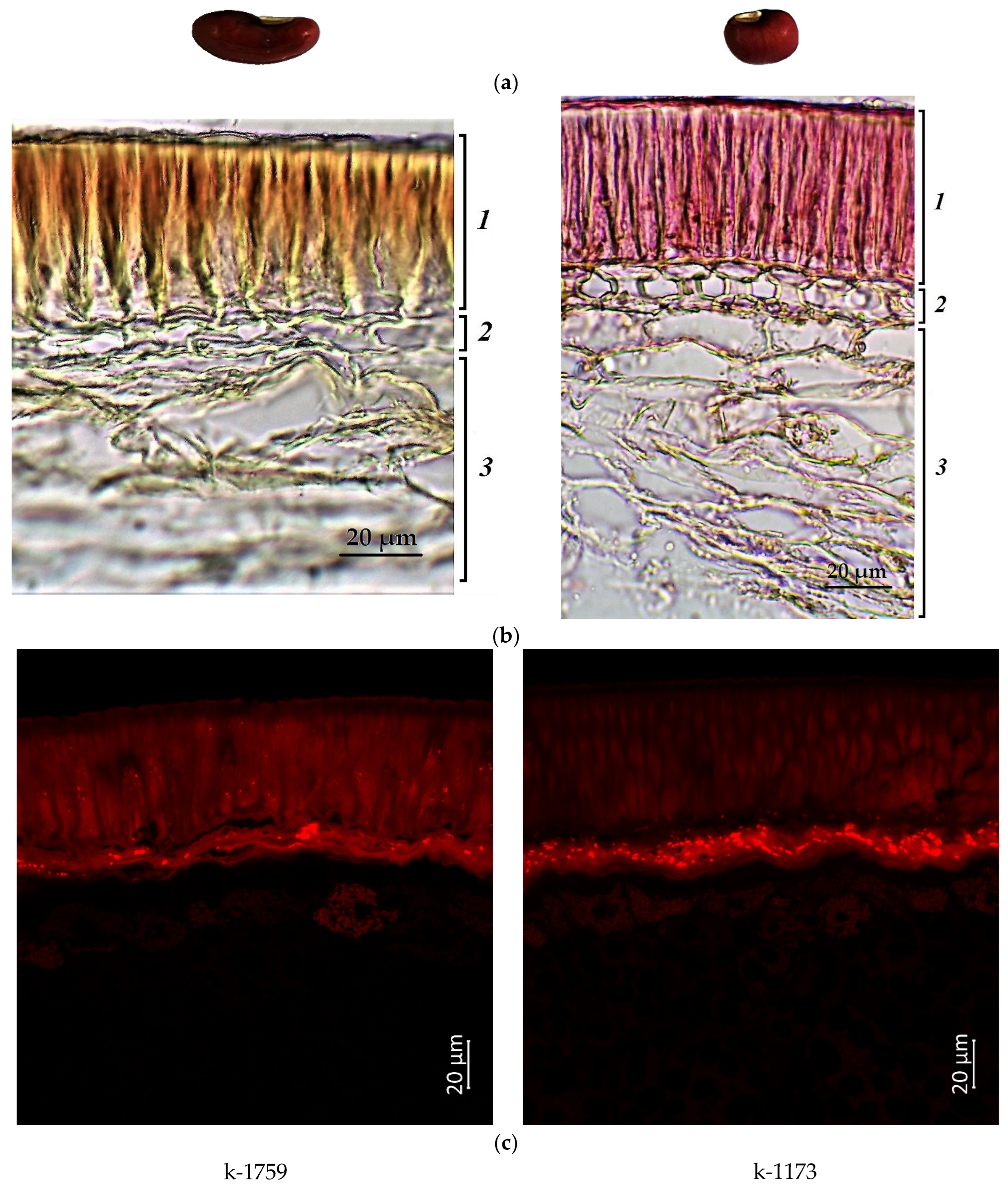 Plants 12 03624 g003 Plants 12 03624 g003