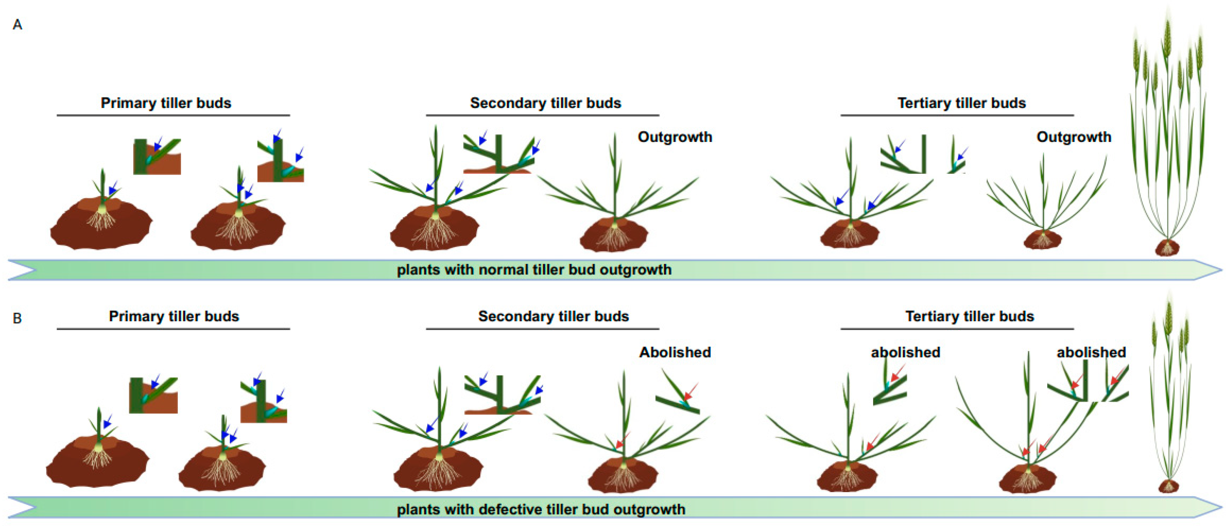 Plants 12 03628 g001