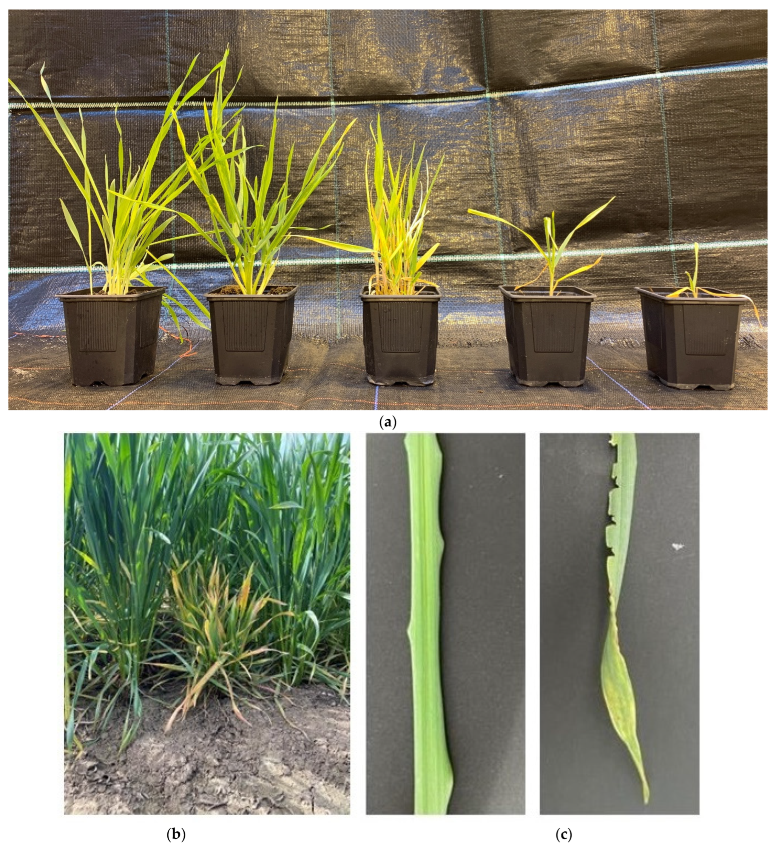 Plants 12 03633 g003 Plants 12 03633 g003