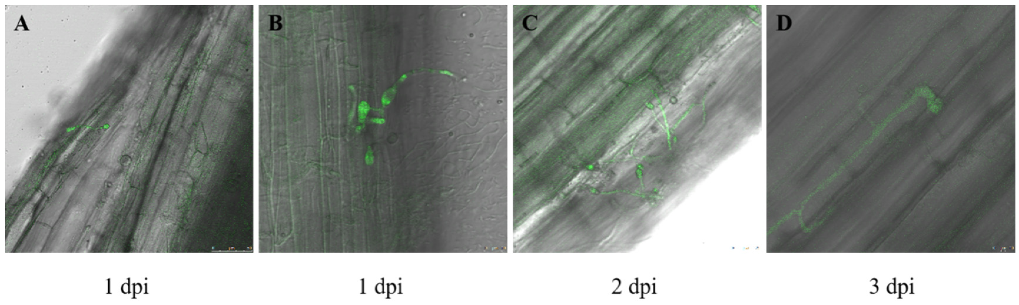 Plants 12 03634 g001