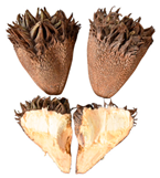 Plants 12 03635 i001 Plants 12 03635 i001